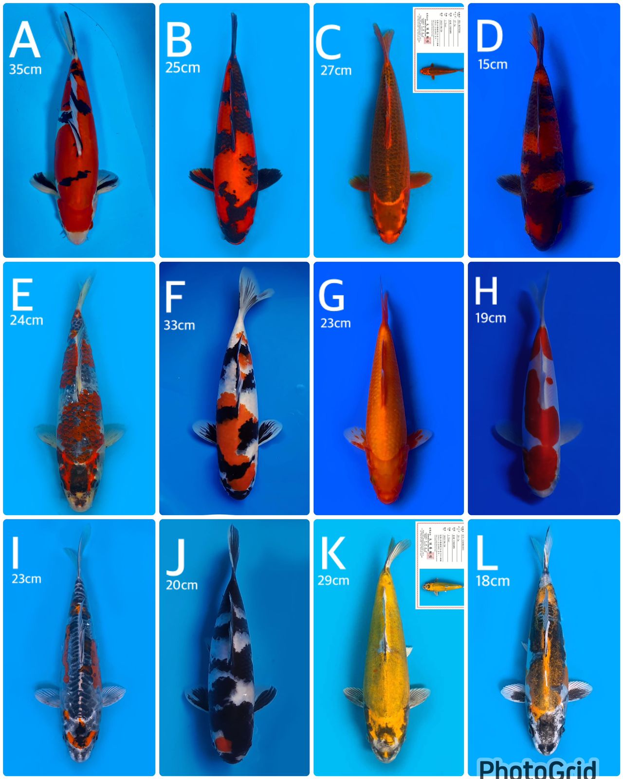 Lelang Koi Online, Jual Beli Ikan Koi, Pasar Koi Terbaik, Agen Lelang Koi, Penawaran Koi Berkualitas, Harga Jual Koi, Lelang Ikan Koi Import, Beli Koi Online, Jual Koi Murah, Koi Showroom, Penjual Koi Terpercaya, Lelang Koi Jakarta, Jual Koi Lokal, Koi Kualitas Unggul, Harga Terbaik Koi, Jual Koi Indukan, Lelang Ikan Hias Koi, Pasar Koi Indonesia, Beli Koi Berkualitas Tinggi, Koi Farm Terbesar, Jual Beli Koi Impor, Lelang Ikan Koi Kualitas Premium, Daftar Harga Koi Terbaru, Pusat Jual Beli Koi, Info Lelang Koi Hari Ini.