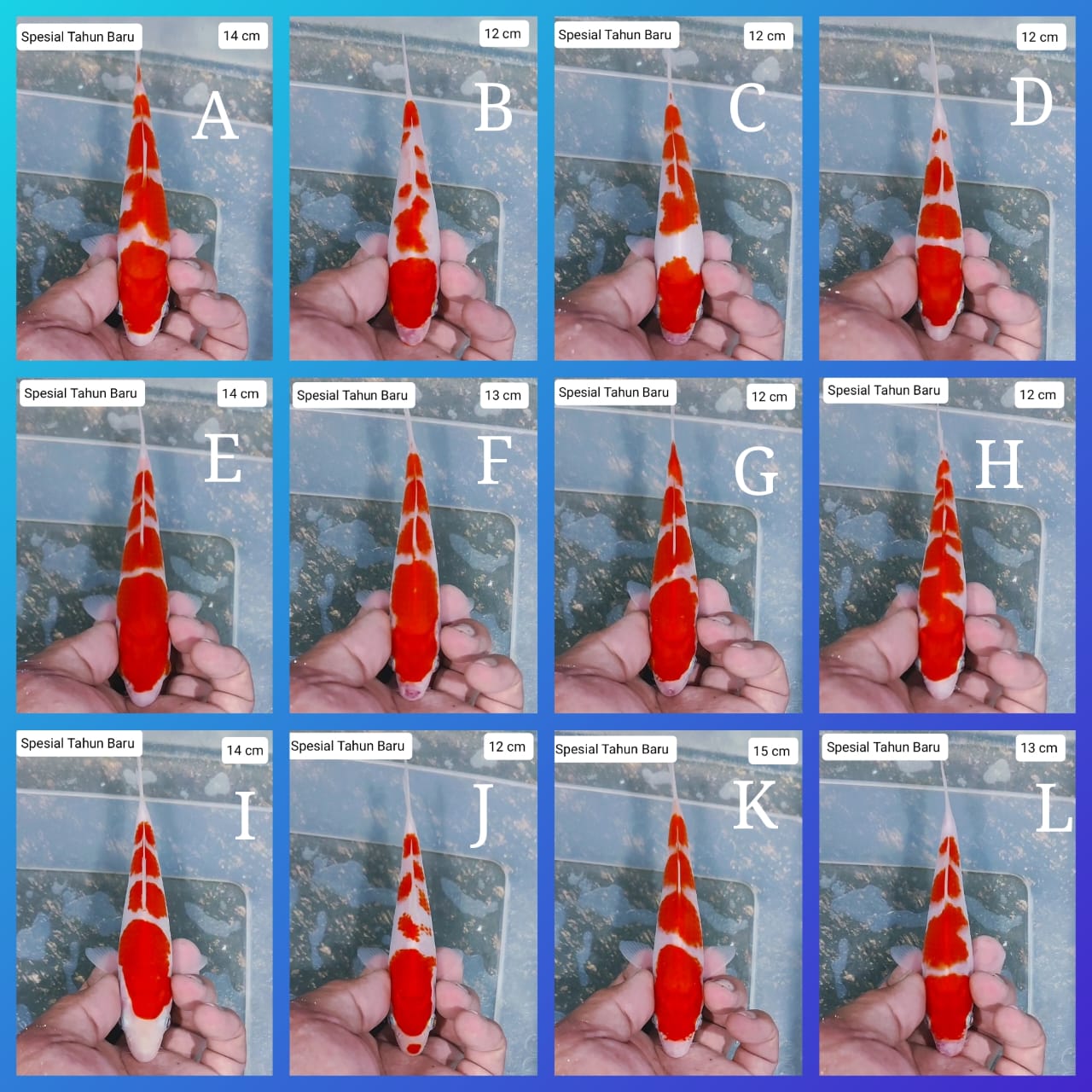 Lelang Koi Online, Jual Beli Ikan Koi, Pasar Koi Terbaik, Agen Lelang Koi, Penawaran Koi Berkualitas, Harga Jual Koi, Lelang Ikan Koi Import, Beli Koi Online, Jual Koi Murah, Koi Showroom, Penjual Koi Terpercaya, Lelang Koi Jakarta, Jual Koi Lokal, Koi Kualitas Unggul, Harga Terbaik Koi, Jual Koi Indukan, Lelang Ikan Hias Koi, Pasar Koi Indonesia, Beli Koi Berkualitas Tinggi, Koi Farm Terbesar, Jual Beli Koi Impor, Lelang Ikan Koi Kualitas Premium, Daftar Harga Koi Terbaru, Pusat Jual Beli Koi, Info Lelang Koi Hari Ini.