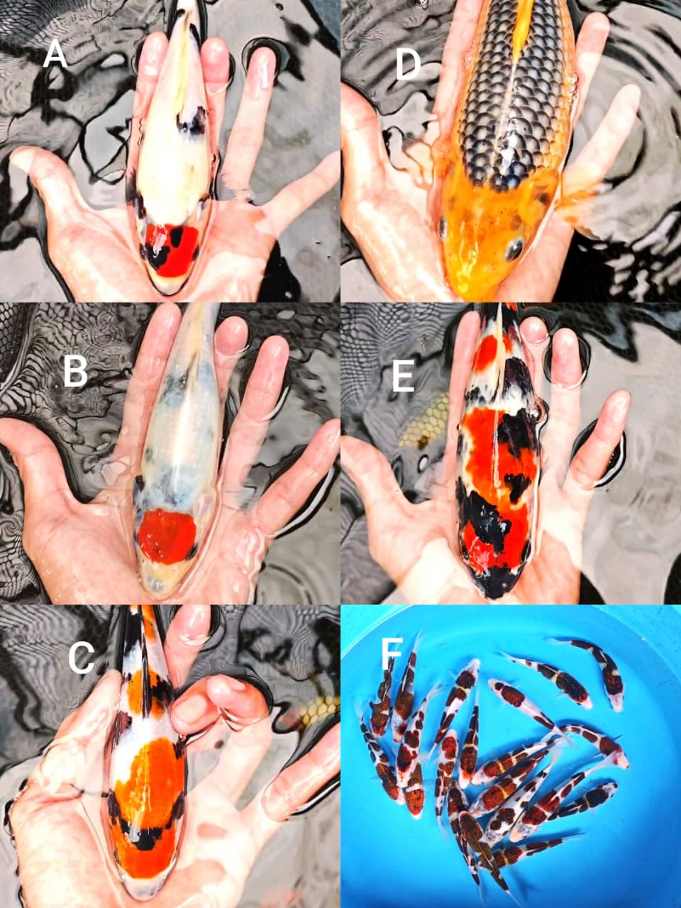 Lelang Koi Online, Jual Beli Ikan Koi, Pasar Koi Terbaik, Agen Lelang Koi, Penawaran Koi Berkualitas, Harga Jual Koi, Lelang Ikan Koi Import, Beli Koi Online, Jual Koi Murah, Koi Showroom, Penjual Koi Terpercaya, Lelang Koi Jakarta, Jual Koi Lokal, Koi Kualitas Unggul, Harga Terbaik Koi, Jual Koi Indukan, Lelang Ikan Hias Koi, Pasar Koi Indonesia, Beli Koi Berkualitas Tinggi, Koi Farm Terbesar, Jual Beli Koi Impor, Lelang Ikan Koi Kualitas Premium, Daftar Harga Koi Terbaru, Pusat Jual Beli Koi, Info Lelang Koi Hari Ini.