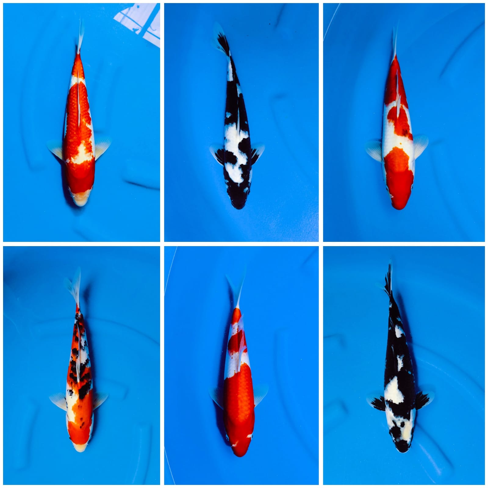 Lelang Koi Online, Jual Beli Ikan Koi, Pasar Koi Terbaik, Agen Lelang Koi, Penawaran Koi Berkualitas, Harga Jual Koi, Lelang Ikan Koi Import, Beli Koi Online, Jual Koi Murah, Koi Showroom, Penjual Koi Terpercaya, Lelang Koi Jakarta, Jual Koi Lokal, Koi Kualitas Unggul, Harga Terbaik Koi, Jual Koi Indukan, Lelang Ikan Hias Koi, Pasar Koi Indonesia, Beli Koi Berkualitas Tinggi, Koi Farm Terbesar, Jual Beli Koi Impor, Lelang Ikan Koi Kualitas Premium, Daftar Harga Koi Terbaru, Pusat Jual Beli Koi, Info Lelang Koi Hari Ini.