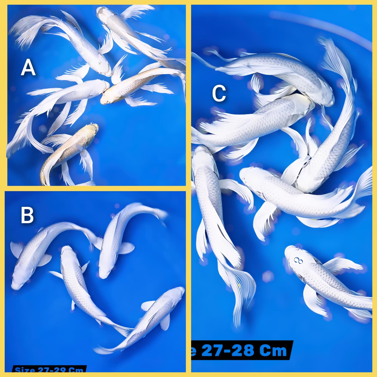 Lelang Koi Online, Jual Beli Ikan Koi, Pasar Koi Terbaik, Agen Lelang Koi, Penawaran Koi Berkualitas, Harga Jual Koi, Lelang Ikan Koi Import, Beli Koi Online, Jual Koi Murah, Koi Showroom, Penjual Koi Terpercaya, Lelang Koi Jakarta, Jual Koi Lokal, Koi Kualitas Unggul, Harga Terbaik Koi, Jual Koi Indukan, Lelang Ikan Hias Koi, Pasar Koi Indonesia, Beli Koi Berkualitas Tinggi, Koi Farm Terbesar, Jual Beli Koi Impor, Lelang Ikan Koi Kualitas Premium, Daftar Harga Koi Terbaru, Pusat Jual Beli Koi, Info Lelang Koi Hari Ini.