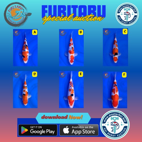 Lelang Koi Online, Jual Beli Ikan Koi, Pasar Koi Terbaik, Agen Lelang Koi, Penawaran Koi Berkualitas, Harga Jual Koi, Lelang Ikan Koi Import, Beli Koi Online, Jual Koi Murah, Koi Showroom, Penjual Koi Terpercaya, Lelang Koi Jakarta, Jual Koi Lokal, Koi Kualitas Unggul, Harga Terbaik Koi, Jual Koi Indukan, Lelang Ikan Hias Koi, Pasar Koi Indonesia, Beli Koi Berkualitas Tinggi, Koi Farm Terbesar, Jual Beli Koi Impor, Lelang Ikan Koi Kualitas Premium, Daftar Harga Koi Terbaru, Pusat Jual Beli Koi, Info Lelang Koi Hari Ini.