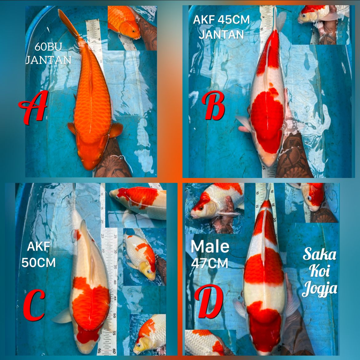 Lelang Koi Online, Jual Beli Ikan Koi, Pasar Koi Terbaik, Agen Lelang Koi, Penawaran Koi Berkualitas, Harga Jual Koi, Lelang Ikan Koi Import, Beli Koi Online, Jual Koi Murah, Koi Showroom, Penjual Koi Terpercaya, Lelang Koi Jakarta, Jual Koi Lokal, Koi Kualitas Unggul, Harga Terbaik Koi, Jual Koi Indukan, Lelang Ikan Hias Koi, Pasar Koi Indonesia, Beli Koi Berkualitas Tinggi, Koi Farm Terbesar, Jual Beli Koi Impor, Lelang Ikan Koi Kualitas Premium, Daftar Harga Koi Terbaru, Pusat Jual Beli Koi, Info Lelang Koi Hari Ini.