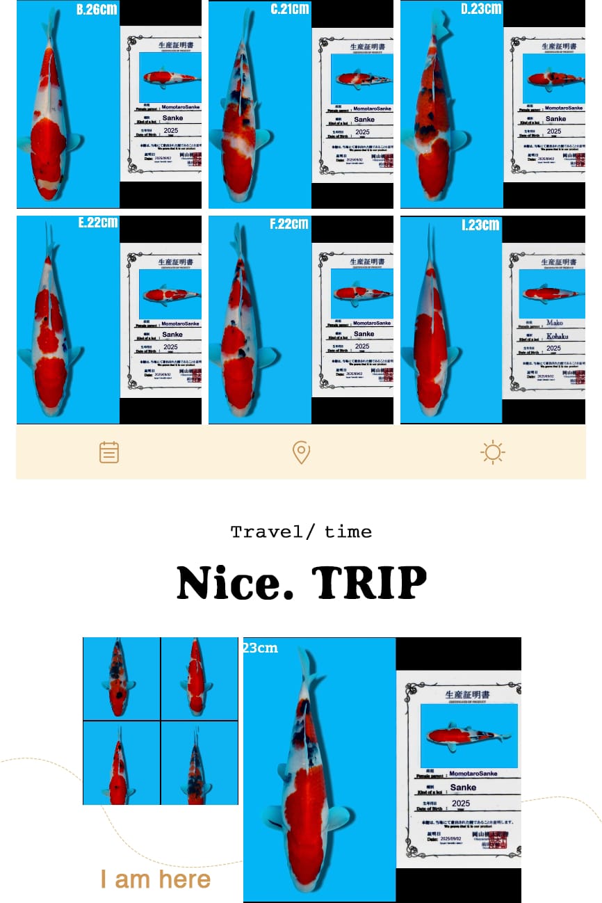 Lelang Koi Online, Jual Beli Ikan Koi, Pasar Koi Terbaik, Agen Lelang Koi, Penawaran Koi Berkualitas, Harga Jual Koi, Lelang Ikan Koi Import, Beli Koi Online, Jual Koi Murah, Koi Showroom, Penjual Koi Terpercaya, Lelang Koi Jakarta, Jual Koi Lokal, Koi Kualitas Unggul, Harga Terbaik Koi, Jual Koi Indukan, Lelang Ikan Hias Koi, Pasar Koi Indonesia, Beli Koi Berkualitas Tinggi, Koi Farm Terbesar, Jual Beli Koi Impor, Lelang Ikan Koi Kualitas Premium, Daftar Harga Koi Terbaru, Pusat Jual Beli Koi, Info Lelang Koi Hari Ini.