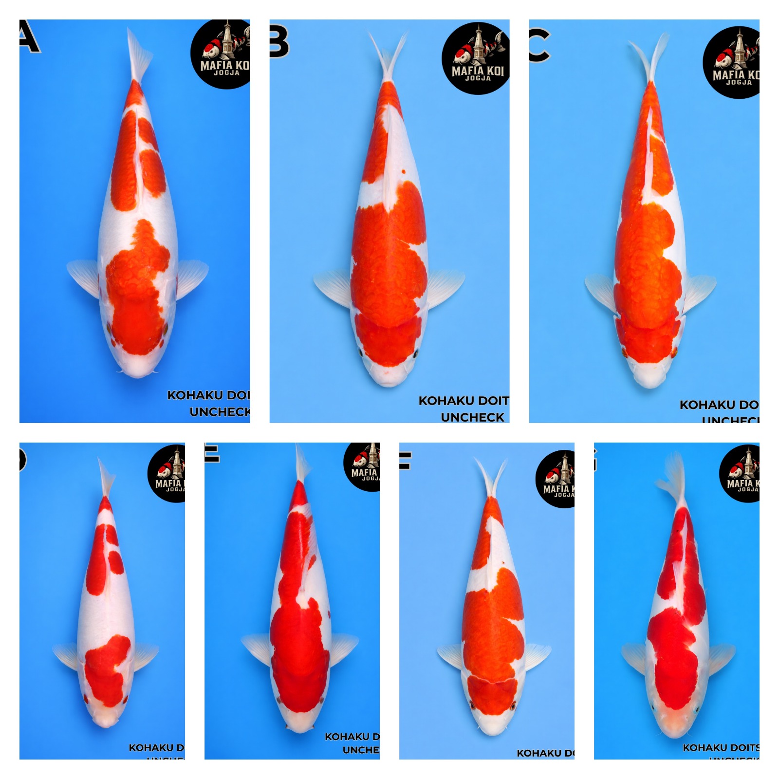 Lelang Koi Online, Jual Beli Ikan Koi, Pasar Koi Terbaik, Agen Lelang Koi, Penawaran Koi Berkualitas, Harga Jual Koi, Lelang Ikan Koi Import, Beli Koi Online, Jual Koi Murah, Koi Showroom, Penjual Koi Terpercaya, Lelang Koi Jakarta, Jual Koi Lokal, Koi Kualitas Unggul, Harga Terbaik Koi, Jual Koi Indukan, Lelang Ikan Hias Koi, Pasar Koi Indonesia, Beli Koi Berkualitas Tinggi, Koi Farm Terbesar, Jual Beli Koi Impor, Lelang Ikan Koi Kualitas Premium, Daftar Harga Koi Terbaru, Pusat Jual Beli Koi, Info Lelang Koi Hari Ini.