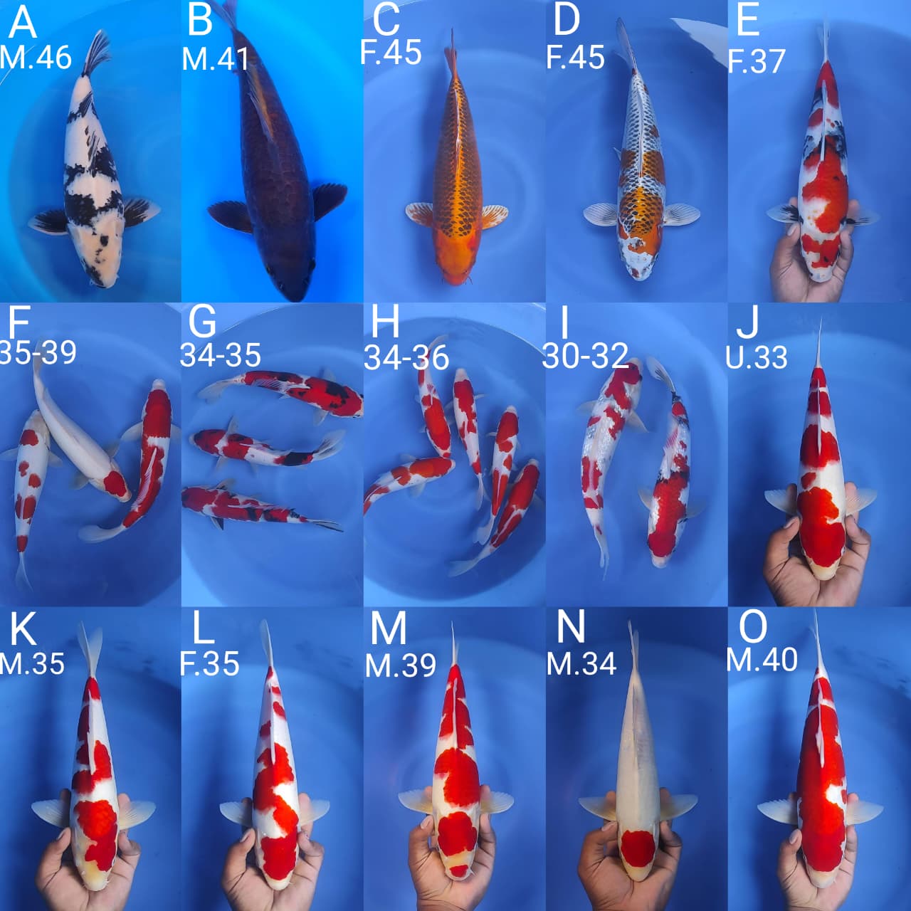 Lelang Koi Online, Jual Beli Ikan Koi, Pasar Koi Terbaik, Agen Lelang Koi, Penawaran Koi Berkualitas, Harga Jual Koi, Lelang Ikan Koi Import, Beli Koi Online, Jual Koi Murah, Koi Showroom, Penjual Koi Terpercaya, Lelang Koi Jakarta, Jual Koi Lokal, Koi Kualitas Unggul, Harga Terbaik Koi, Jual Koi Indukan, Lelang Ikan Hias Koi, Pasar Koi Indonesia, Beli Koi Berkualitas Tinggi, Koi Farm Terbesar, Jual Beli Koi Impor, Lelang Ikan Koi Kualitas Premium, Daftar Harga Koi Terbaru, Pusat Jual Beli Koi, Info Lelang Koi Hari Ini.