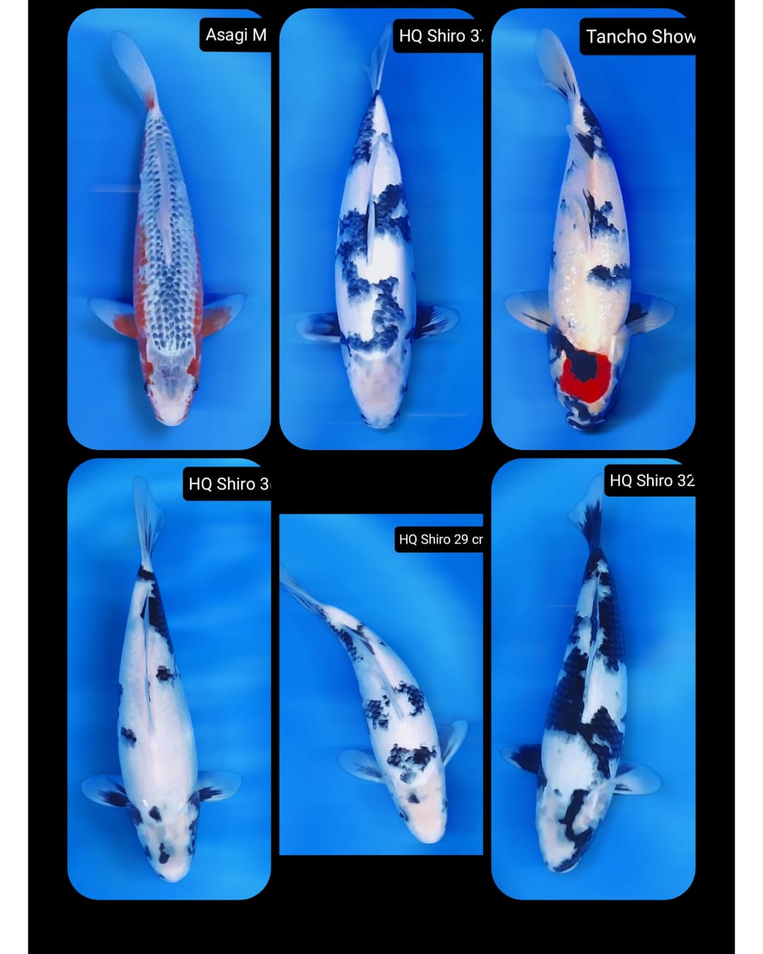 Lelang Koi Online, Jual Beli Ikan Koi, Pasar Koi Terbaik, Agen Lelang Koi, Penawaran Koi Berkualitas, Harga Jual Koi, Lelang Ikan Koi Import, Beli Koi Online, Jual Koi Murah, Koi Showroom, Penjual Koi Terpercaya, Lelang Koi Jakarta, Jual Koi Lokal, Koi Kualitas Unggul, Harga Terbaik Koi, Jual Koi Indukan, Lelang Ikan Hias Koi, Pasar Koi Indonesia, Beli Koi Berkualitas Tinggi, Koi Farm Terbesar, Jual Beli Koi Impor, Lelang Ikan Koi Kualitas Premium, Daftar Harga Koi Terbaru, Pusat Jual Beli Koi, Info Lelang Koi Hari Ini.