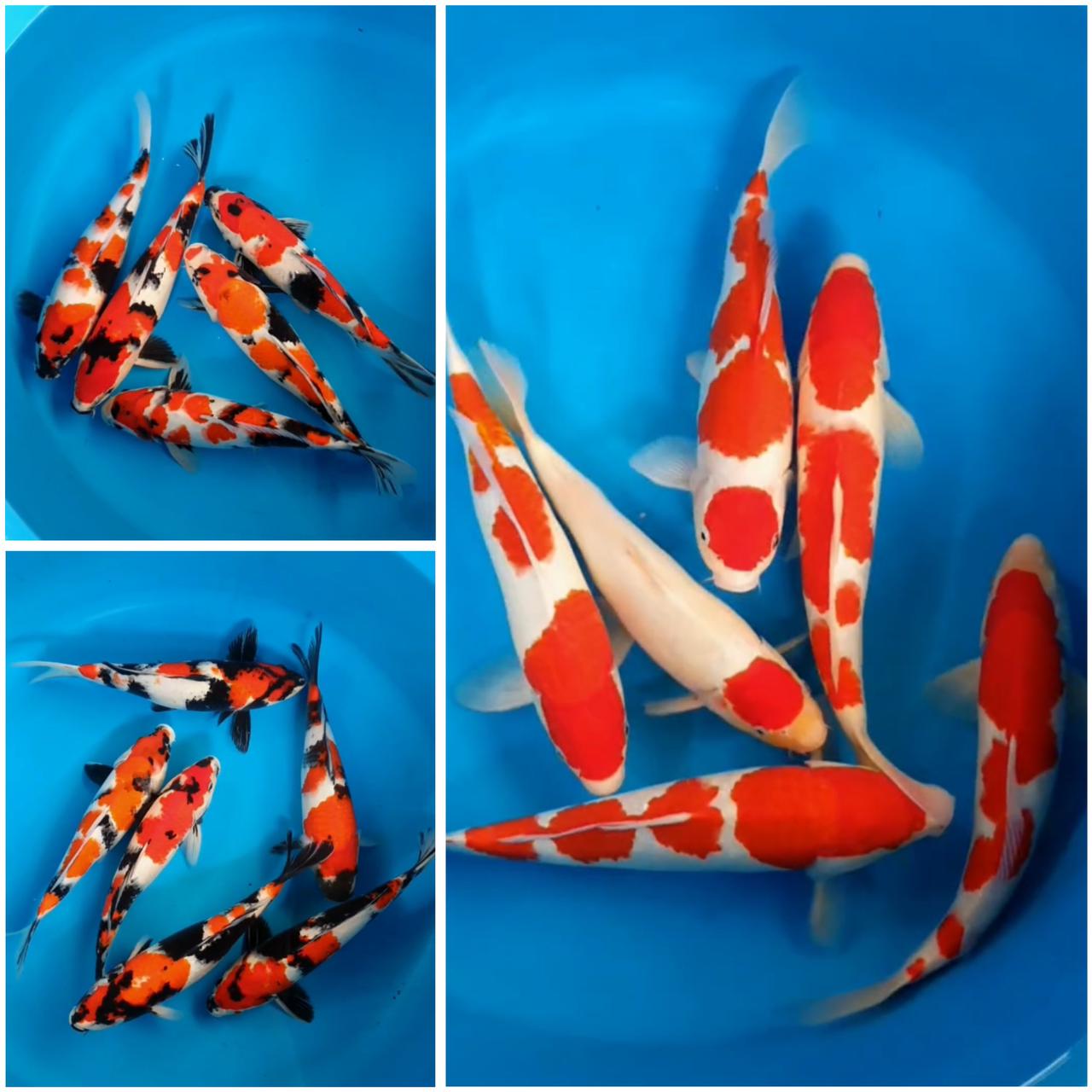 Lelang Koi Online, Jual Beli Ikan Koi, Pasar Koi Terbaik, Agen Lelang Koi, Penawaran Koi Berkualitas, Harga Jual Koi, Lelang Ikan Koi Import, Beli Koi Online, Jual Koi Murah, Koi Showroom, Penjual Koi Terpercaya, Lelang Koi Jakarta, Jual Koi Lokal, Koi Kualitas Unggul, Harga Terbaik Koi, Jual Koi Indukan, Lelang Ikan Hias Koi, Pasar Koi Indonesia, Beli Koi Berkualitas Tinggi, Koi Farm Terbesar, Jual Beli Koi Impor, Lelang Ikan Koi Kualitas Premium, Daftar Harga Koi Terbaru, Pusat Jual Beli Koi, Info Lelang Koi Hari Ini.
