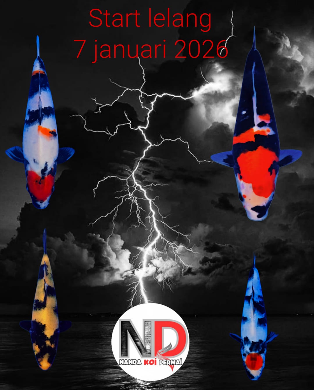 Lelang Koi Online, Jual Beli Ikan Koi, Pasar Koi Terbaik, Agen Lelang Koi, Penawaran Koi Berkualitas, Harga Jual Koi, Lelang Ikan Koi Import, Beli Koi Online, Jual Koi Murah, Koi Showroom, Penjual Koi Terpercaya, Lelang Koi Jakarta, Jual Koi Lokal, Koi Kualitas Unggul, Harga Terbaik Koi, Jual Koi Indukan, Lelang Ikan Hias Koi, Pasar Koi Indonesia, Beli Koi Berkualitas Tinggi, Koi Farm Terbesar, Jual Beli Koi Impor, Lelang Ikan Koi Kualitas Premium, Daftar Harga Koi Terbaru, Pusat Jual Beli Koi, Info Lelang Koi Hari Ini.