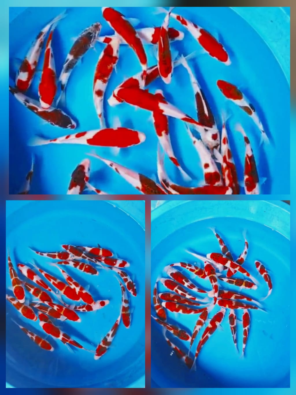 Lelang Koi Online, Jual Beli Ikan Koi, Pasar Koi Terbaik, Agen Lelang Koi, Penawaran Koi Berkualitas, Harga Jual Koi, Lelang Ikan Koi Import, Beli Koi Online, Jual Koi Murah, Koi Showroom, Penjual Koi Terpercaya, Lelang Koi Jakarta, Jual Koi Lokal, Koi Kualitas Unggul, Harga Terbaik Koi, Jual Koi Indukan, Lelang Ikan Hias Koi, Pasar Koi Indonesia, Beli Koi Berkualitas Tinggi, Koi Farm Terbesar, Jual Beli Koi Impor, Lelang Ikan Koi Kualitas Premium, Daftar Harga Koi Terbaru, Pusat Jual Beli Koi, Info Lelang Koi Hari Ini.