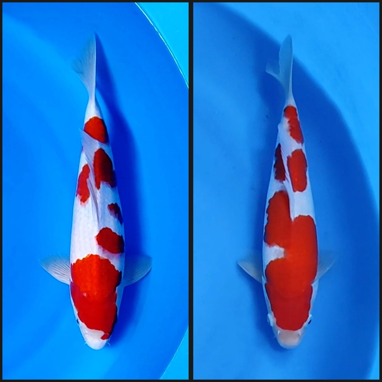 Lelang Koi Online, Jual Beli Ikan Koi, Pasar Koi Terbaik, Agen Lelang Koi, Penawaran Koi Berkualitas, Harga Jual Koi, Lelang Ikan Koi Import, Beli Koi Online, Jual Koi Murah, Koi Showroom, Penjual Koi Terpercaya, Lelang Koi Jakarta, Jual Koi Lokal, Koi Kualitas Unggul, Harga Terbaik Koi, Jual Koi Indukan, Lelang Ikan Hias Koi, Pasar Koi Indonesia, Beli Koi Berkualitas Tinggi, Koi Farm Terbesar, Jual Beli Koi Impor, Lelang Ikan Koi Kualitas Premium, Daftar Harga Koi Terbaru, Pusat Jual Beli Koi, Info Lelang Koi Hari Ini.