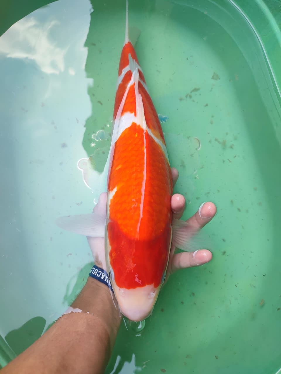 Lelang Koi Online, Jual Beli Ikan Koi, Pasar Koi Terbaik, Agen Lelang Koi, Penawaran Koi Berkualitas, Harga Jual Koi, Lelang Ikan Koi Import, Beli Koi Online, Jual Koi Murah, Koi Showroom, Penjual Koi Terpercaya, Lelang Koi Jakarta, Jual Koi Lokal, Koi Kualitas Unggul, Harga Terbaik Koi, Jual Koi Indukan, Lelang Ikan Hias Koi, Pasar Koi Indonesia, Beli Koi Berkualitas Tinggi, Koi Farm Terbesar, Jual Beli Koi Impor, Lelang Ikan Koi Kualitas Premium, Daftar Harga Koi Terbaru, Pusat Jual Beli Koi, Info Lelang Koi Hari Ini.