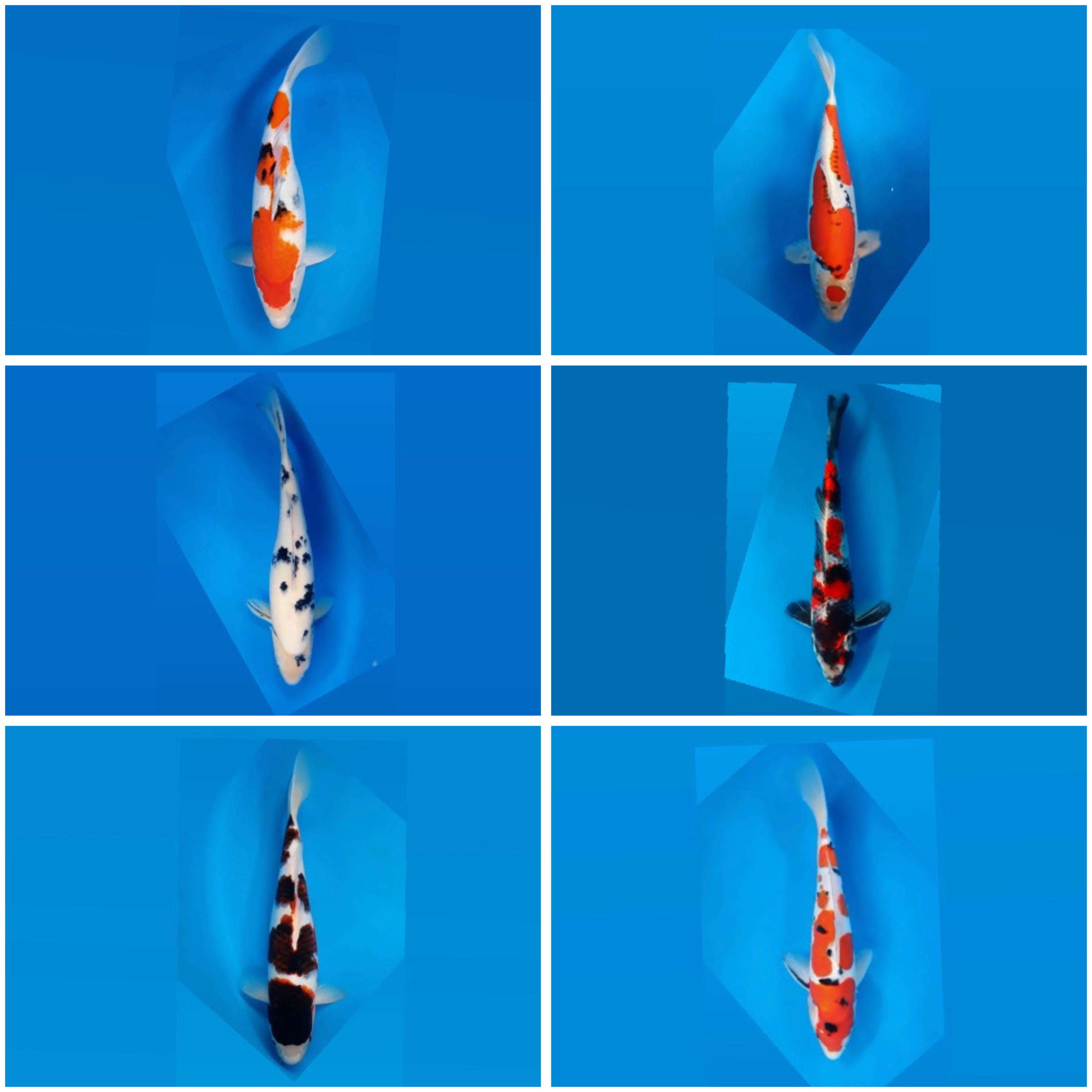 Lelang Koi Online, Jual Beli Ikan Koi, Pasar Koi Terbaik, Agen Lelang Koi, Penawaran Koi Berkualitas, Harga Jual Koi, Lelang Ikan Koi Import, Beli Koi Online, Jual Koi Murah, Koi Showroom, Penjual Koi Terpercaya, Lelang Koi Jakarta, Jual Koi Lokal, Koi Kualitas Unggul, Harga Terbaik Koi, Jual Koi Indukan, Lelang Ikan Hias Koi, Pasar Koi Indonesia, Beli Koi Berkualitas Tinggi, Koi Farm Terbesar, Jual Beli Koi Impor, Lelang Ikan Koi Kualitas Premium, Daftar Harga Koi Terbaru, Pusat Jual Beli Koi, Info Lelang Koi Hari Ini.