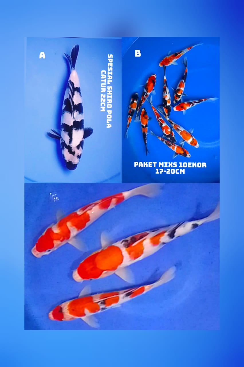 Lelang Koi Online, Jual Beli Ikan Koi, Pasar Koi Terbaik, Agen Lelang Koi, Penawaran Koi Berkualitas, Harga Jual Koi, Lelang Ikan Koi Import, Beli Koi Online, Jual Koi Murah, Koi Showroom, Penjual Koi Terpercaya, Lelang Koi Jakarta, Jual Koi Lokal, Koi Kualitas Unggul, Harga Terbaik Koi, Jual Koi Indukan, Lelang Ikan Hias Koi, Pasar Koi Indonesia, Beli Koi Berkualitas Tinggi, Koi Farm Terbesar, Jual Beli Koi Impor, Lelang Ikan Koi Kualitas Premium, Daftar Harga Koi Terbaru, Pusat Jual Beli Koi, Info Lelang Koi Hari Ini.