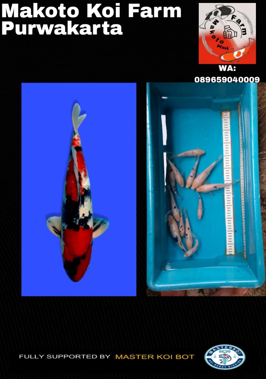 Lelang Koi Online, Jual Beli Ikan Koi, Pasar Koi Terbaik, Agen Lelang Koi, Penawaran Koi Berkualitas, Harga Jual Koi, Lelang Ikan Koi Import, Beli Koi Online, Jual Koi Murah, Koi Showroom, Penjual Koi Terpercaya, Lelang Koi Jakarta, Jual Koi Lokal, Koi Kualitas Unggul, Harga Terbaik Koi, Jual Koi Indukan, Lelang Ikan Hias Koi, Pasar Koi Indonesia, Beli Koi Berkualitas Tinggi, Koi Farm Terbesar, Jual Beli Koi Impor, Lelang Ikan Koi Kualitas Premium, Daftar Harga Koi Terbaru, Pusat Jual Beli Koi, Info Lelang Koi Hari Ini.