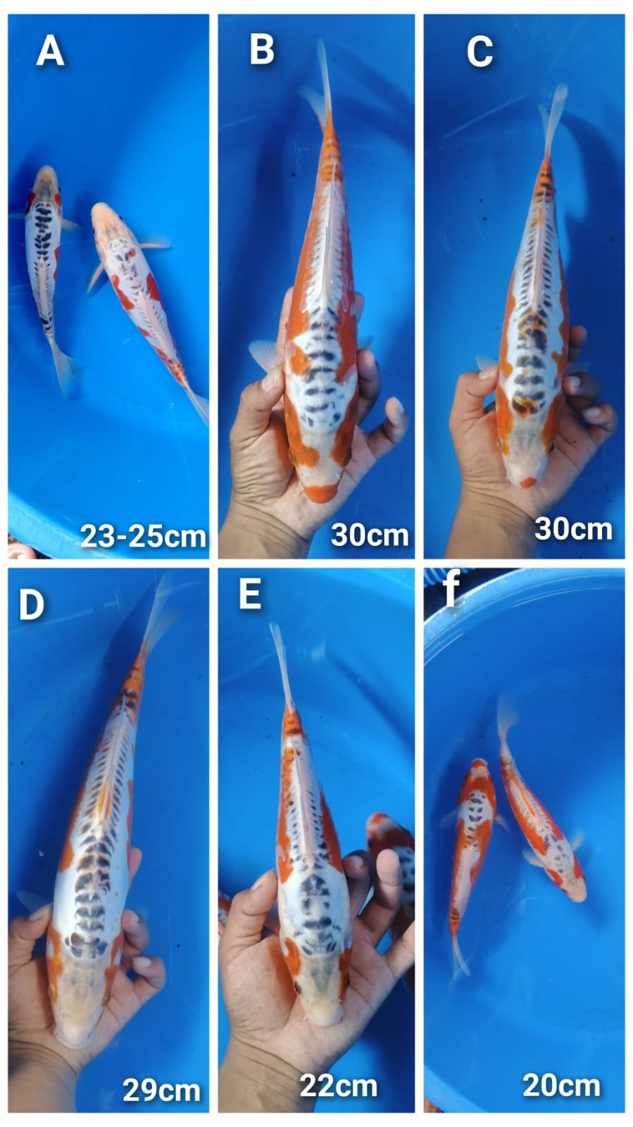 Lelang Koi Online, Jual Beli Ikan Koi, Pasar Koi Terbaik, Agen Lelang Koi, Penawaran Koi Berkualitas, Harga Jual Koi, Lelang Ikan Koi Import, Beli Koi Online, Jual Koi Murah, Koi Showroom, Penjual Koi Terpercaya, Lelang Koi Jakarta, Jual Koi Lokal, Koi Kualitas Unggul, Harga Terbaik Koi, Jual Koi Indukan, Lelang Ikan Hias Koi, Pasar Koi Indonesia, Beli Koi Berkualitas Tinggi, Koi Farm Terbesar, Jual Beli Koi Impor, Lelang Ikan Koi Kualitas Premium, Daftar Harga Koi Terbaru, Pusat Jual Beli Koi, Info Lelang Koi Hari Ini.