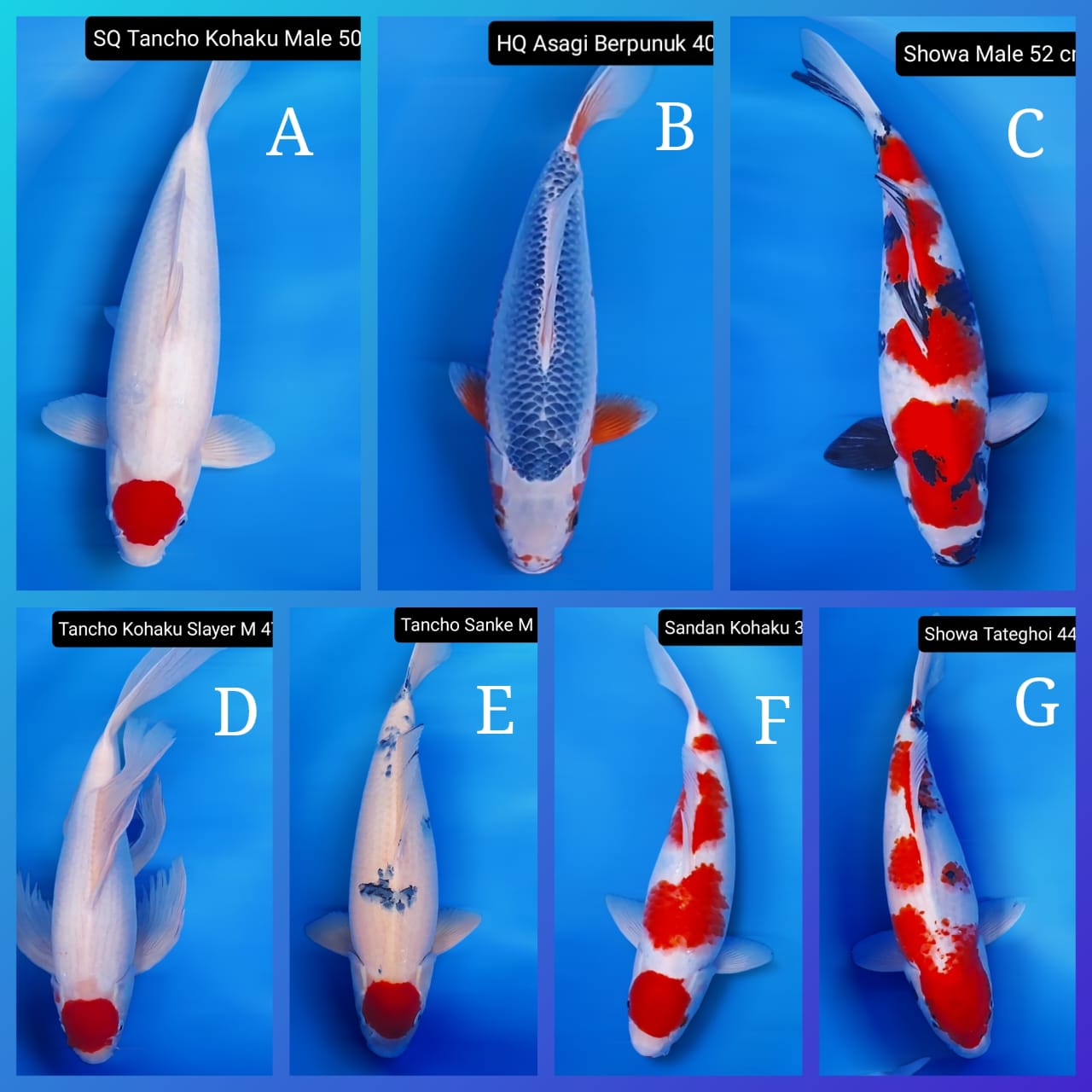 Lelang Koi Online, Jual Beli Ikan Koi, Pasar Koi Terbaik, Agen Lelang Koi, Penawaran Koi Berkualitas, Harga Jual Koi, Lelang Ikan Koi Import, Beli Koi Online, Jual Koi Murah, Koi Showroom, Penjual Koi Terpercaya, Lelang Koi Jakarta, Jual Koi Lokal, Koi Kualitas Unggul, Harga Terbaik Koi, Jual Koi Indukan, Lelang Ikan Hias Koi, Pasar Koi Indonesia, Beli Koi Berkualitas Tinggi, Koi Farm Terbesar, Jual Beli Koi Impor, Lelang Ikan Koi Kualitas Premium, Daftar Harga Koi Terbaru, Pusat Jual Beli Koi, Info Lelang Koi Hari Ini.