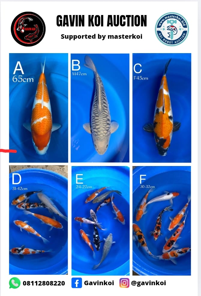 Lelang Koi Online, Jual Beli Ikan Koi, Pasar Koi Terbaik, Agen Lelang Koi, Penawaran Koi Berkualitas, Harga Jual Koi, Lelang Ikan Koi Import, Beli Koi Online, Jual Koi Murah, Koi Showroom, Penjual Koi Terpercaya, Lelang Koi Jakarta, Jual Koi Lokal, Koi Kualitas Unggul, Harga Terbaik Koi, Jual Koi Indukan, Lelang Ikan Hias Koi, Pasar Koi Indonesia, Beli Koi Berkualitas Tinggi, Koi Farm Terbesar, Jual Beli Koi Impor, Lelang Ikan Koi Kualitas Premium, Daftar Harga Koi Terbaru, Pusat Jual Beli Koi, Info Lelang Koi Hari Ini.