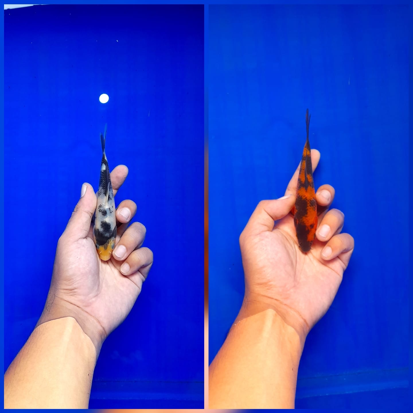 Lelang Koi Online, Jual Beli Ikan Koi, Pasar Koi Terbaik, Agen Lelang Koi, Penawaran Koi Berkualitas, Harga Jual Koi, Lelang Ikan Koi Import, Beli Koi Online, Jual Koi Murah, Koi Showroom, Penjual Koi Terpercaya, Lelang Koi Jakarta, Jual Koi Lokal, Koi Kualitas Unggul, Harga Terbaik Koi, Jual Koi Indukan, Lelang Ikan Hias Koi, Pasar Koi Indonesia, Beli Koi Berkualitas Tinggi, Koi Farm Terbesar, Jual Beli Koi Impor, Lelang Ikan Koi Kualitas Premium, Daftar Harga Koi Terbaru, Pusat Jual Beli Koi, Info Lelang Koi Hari Ini.