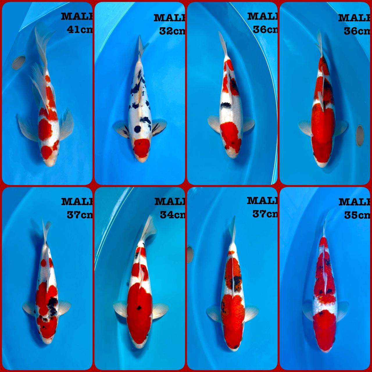 Lelang Koi Online, Jual Beli Ikan Koi, Pasar Koi Terbaik, Agen Lelang Koi, Penawaran Koi Berkualitas, Harga Jual Koi, Lelang Ikan Koi Import, Beli Koi Online, Jual Koi Murah, Koi Showroom, Penjual Koi Terpercaya, Lelang Koi Jakarta, Jual Koi Lokal, Koi Kualitas Unggul, Harga Terbaik Koi, Jual Koi Indukan, Lelang Ikan Hias Koi, Pasar Koi Indonesia, Beli Koi Berkualitas Tinggi, Koi Farm Terbesar, Jual Beli Koi Impor, Lelang Ikan Koi Kualitas Premium, Daftar Harga Koi Terbaru, Pusat Jual Beli Koi, Info Lelang Koi Hari Ini.