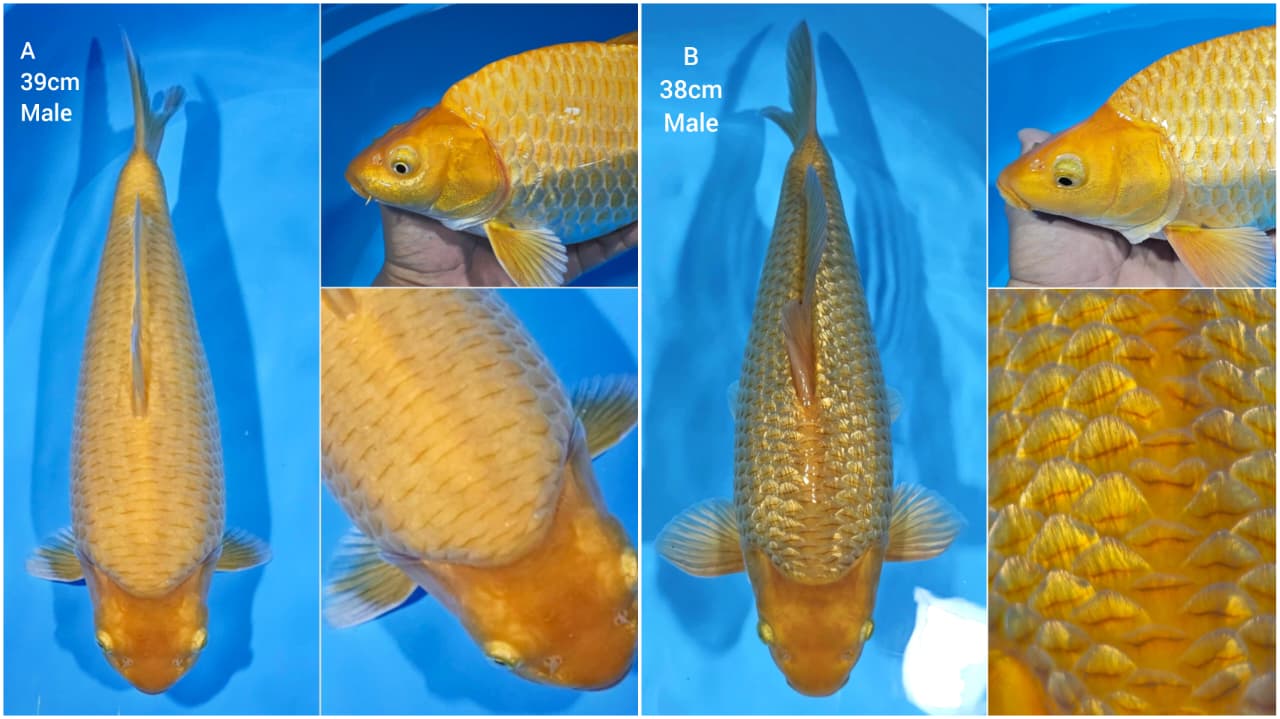 Lelang Koi Online, Jual Beli Ikan Koi, Pasar Koi Terbaik, Agen Lelang Koi, Penawaran Koi Berkualitas, Harga Jual Koi, Lelang Ikan Koi Import, Beli Koi Online, Jual Koi Murah, Koi Showroom, Penjual Koi Terpercaya, Lelang Koi Jakarta, Jual Koi Lokal, Koi Kualitas Unggul, Harga Terbaik Koi, Jual Koi Indukan, Lelang Ikan Hias Koi, Pasar Koi Indonesia, Beli Koi Berkualitas Tinggi, Koi Farm Terbesar, Jual Beli Koi Impor, Lelang Ikan Koi Kualitas Premium, Daftar Harga Koi Terbaru, Pusat Jual Beli Koi, Info Lelang Koi Hari Ini.