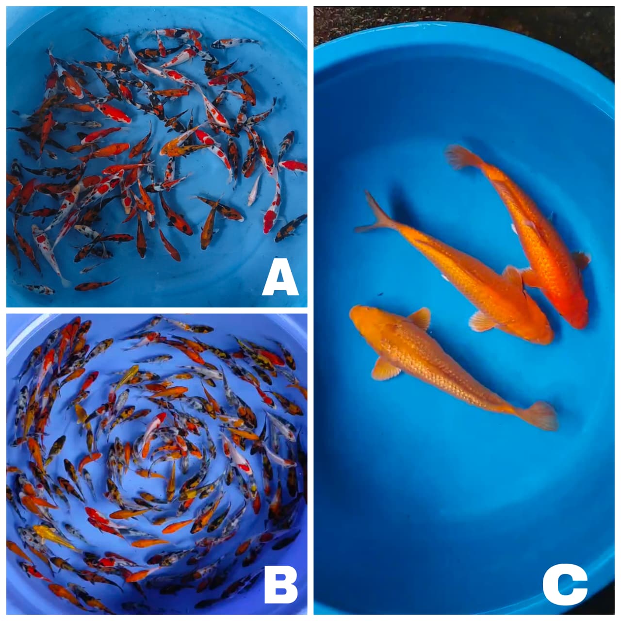 Lelang Koi Online, Jual Beli Ikan Koi, Pasar Koi Terbaik, Agen Lelang Koi, Penawaran Koi Berkualitas, Harga Jual Koi, Lelang Ikan Koi Import, Beli Koi Online, Jual Koi Murah, Koi Showroom, Penjual Koi Terpercaya, Lelang Koi Jakarta, Jual Koi Lokal, Koi Kualitas Unggul, Harga Terbaik Koi, Jual Koi Indukan, Lelang Ikan Hias Koi, Pasar Koi Indonesia, Beli Koi Berkualitas Tinggi, Koi Farm Terbesar, Jual Beli Koi Impor, Lelang Ikan Koi Kualitas Premium, Daftar Harga Koi Terbaru, Pusat Jual Beli Koi, Info Lelang Koi Hari Ini.