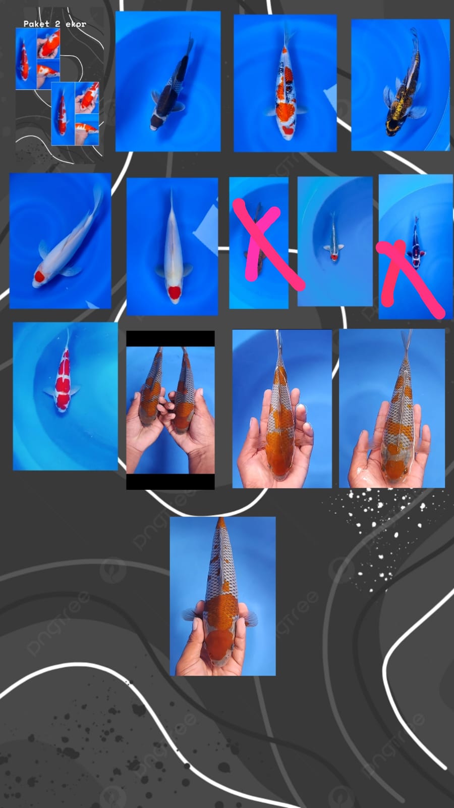 Lelang Koi Online, Jual Beli Ikan Koi, Pasar Koi Terbaik, Agen Lelang Koi, Penawaran Koi Berkualitas, Harga Jual Koi, Lelang Ikan Koi Import, Beli Koi Online, Jual Koi Murah, Koi Showroom, Penjual Koi Terpercaya, Lelang Koi Jakarta, Jual Koi Lokal, Koi Kualitas Unggul, Harga Terbaik Koi, Jual Koi Indukan, Lelang Ikan Hias Koi, Pasar Koi Indonesia, Beli Koi Berkualitas Tinggi, Koi Farm Terbesar, Jual Beli Koi Impor, Lelang Ikan Koi Kualitas Premium, Daftar Harga Koi Terbaru, Pusat Jual Beli Koi, Info Lelang Koi Hari Ini.