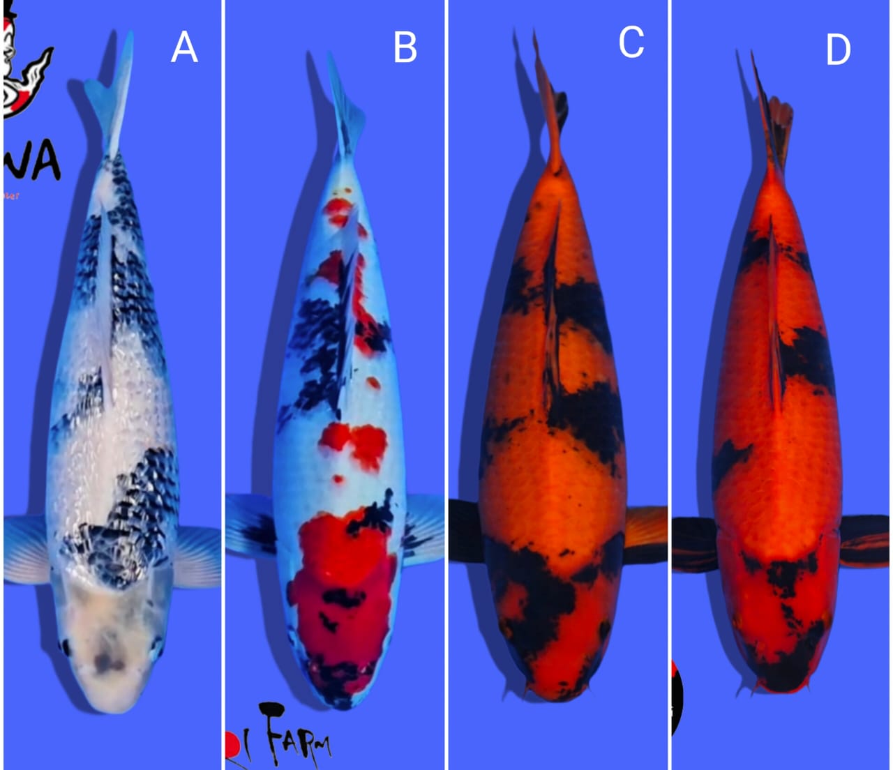 Lelang Koi Online, Jual Beli Ikan Koi, Pasar Koi Terbaik, Agen Lelang Koi, Penawaran Koi Berkualitas, Harga Jual Koi, Lelang Ikan Koi Import, Beli Koi Online, Jual Koi Murah, Koi Showroom, Penjual Koi Terpercaya, Lelang Koi Jakarta, Jual Koi Lokal, Koi Kualitas Unggul, Harga Terbaik Koi, Jual Koi Indukan, Lelang Ikan Hias Koi, Pasar Koi Indonesia, Beli Koi Berkualitas Tinggi, Koi Farm Terbesar, Jual Beli Koi Impor, Lelang Ikan Koi Kualitas Premium, Daftar Harga Koi Terbaru, Pusat Jual Beli Koi, Info Lelang Koi Hari Ini.