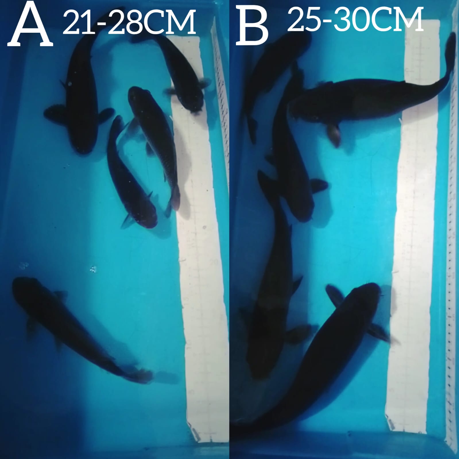 Lelang Koi Online, Jual Beli Ikan Koi, Pasar Koi Terbaik, Agen Lelang Koi, Penawaran Koi Berkualitas, Harga Jual Koi, Lelang Ikan Koi Import, Beli Koi Online, Jual Koi Murah, Koi Showroom, Penjual Koi Terpercaya, Lelang Koi Jakarta, Jual Koi Lokal, Koi Kualitas Unggul, Harga Terbaik Koi, Jual Koi Indukan, Lelang Ikan Hias Koi, Pasar Koi Indonesia, Beli Koi Berkualitas Tinggi, Koi Farm Terbesar, Jual Beli Koi Impor, Lelang Ikan Koi Kualitas Premium, Daftar Harga Koi Terbaru, Pusat Jual Beli Koi, Info Lelang Koi Hari Ini.