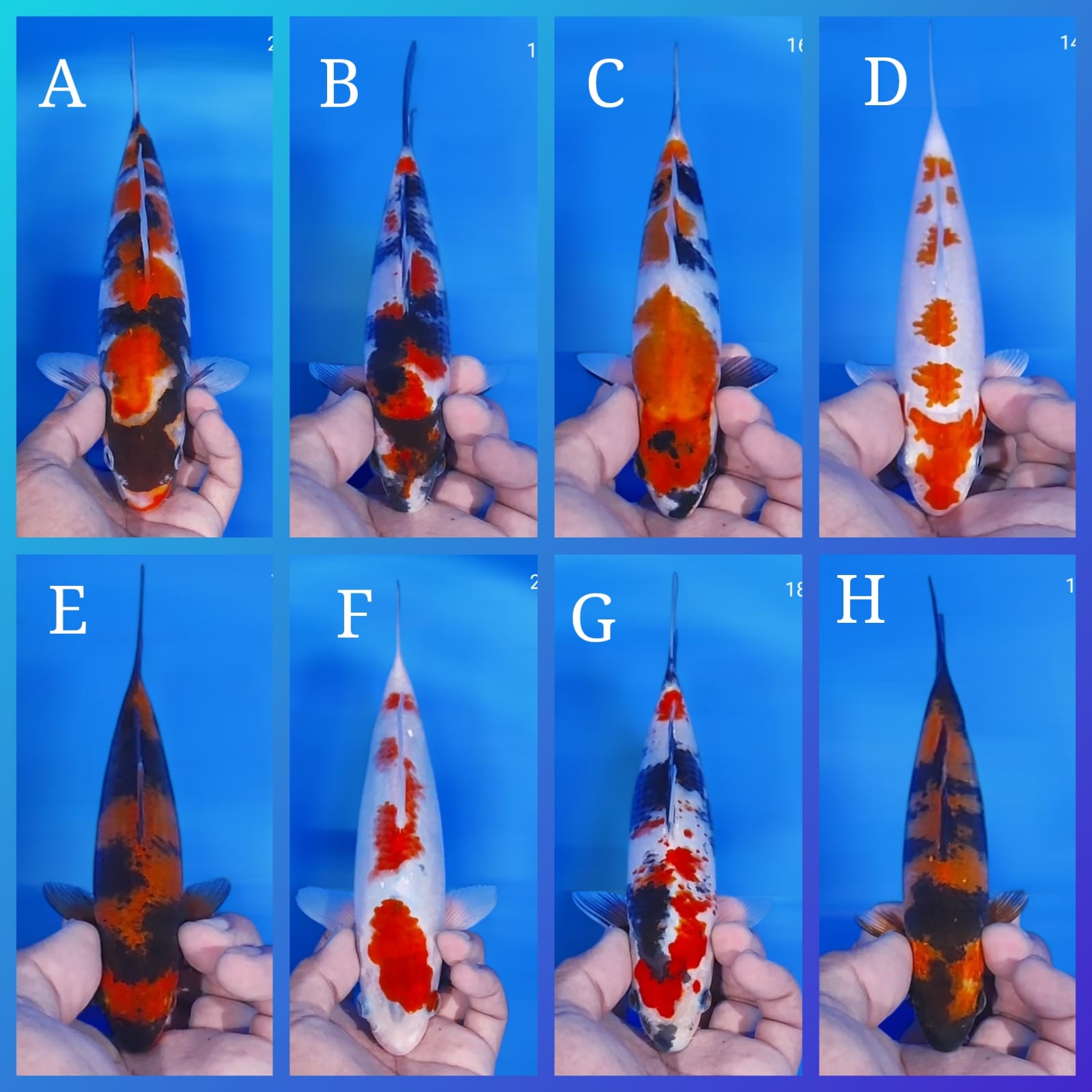 Lelang Koi Online, Jual Beli Ikan Koi, Pasar Koi Terbaik, Agen Lelang Koi, Penawaran Koi Berkualitas, Harga Jual Koi, Lelang Ikan Koi Import, Beli Koi Online, Jual Koi Murah, Koi Showroom, Penjual Koi Terpercaya, Lelang Koi Jakarta, Jual Koi Lokal, Koi Kualitas Unggul, Harga Terbaik Koi, Jual Koi Indukan, Lelang Ikan Hias Koi, Pasar Koi Indonesia, Beli Koi Berkualitas Tinggi, Koi Farm Terbesar, Jual Beli Koi Impor, Lelang Ikan Koi Kualitas Premium, Daftar Harga Koi Terbaru, Pusat Jual Beli Koi, Info Lelang Koi Hari Ini.