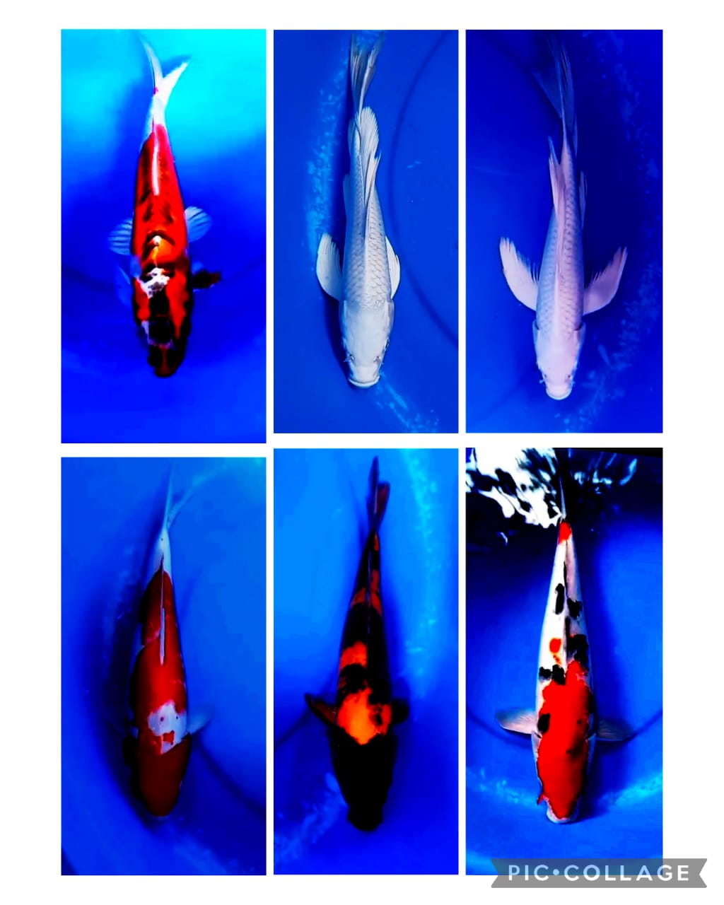 Lelang Koi Online, Jual Beli Ikan Koi, Pasar Koi Terbaik, Agen Lelang Koi, Penawaran Koi Berkualitas, Harga Jual Koi, Lelang Ikan Koi Import, Beli Koi Online, Jual Koi Murah, Koi Showroom, Penjual Koi Terpercaya, Lelang Koi Jakarta, Jual Koi Lokal, Koi Kualitas Unggul, Harga Terbaik Koi, Jual Koi Indukan, Lelang Ikan Hias Koi, Pasar Koi Indonesia, Beli Koi Berkualitas Tinggi, Koi Farm Terbesar, Jual Beli Koi Impor, Lelang Ikan Koi Kualitas Premium, Daftar Harga Koi Terbaru, Pusat Jual Beli Koi, Info Lelang Koi Hari Ini.