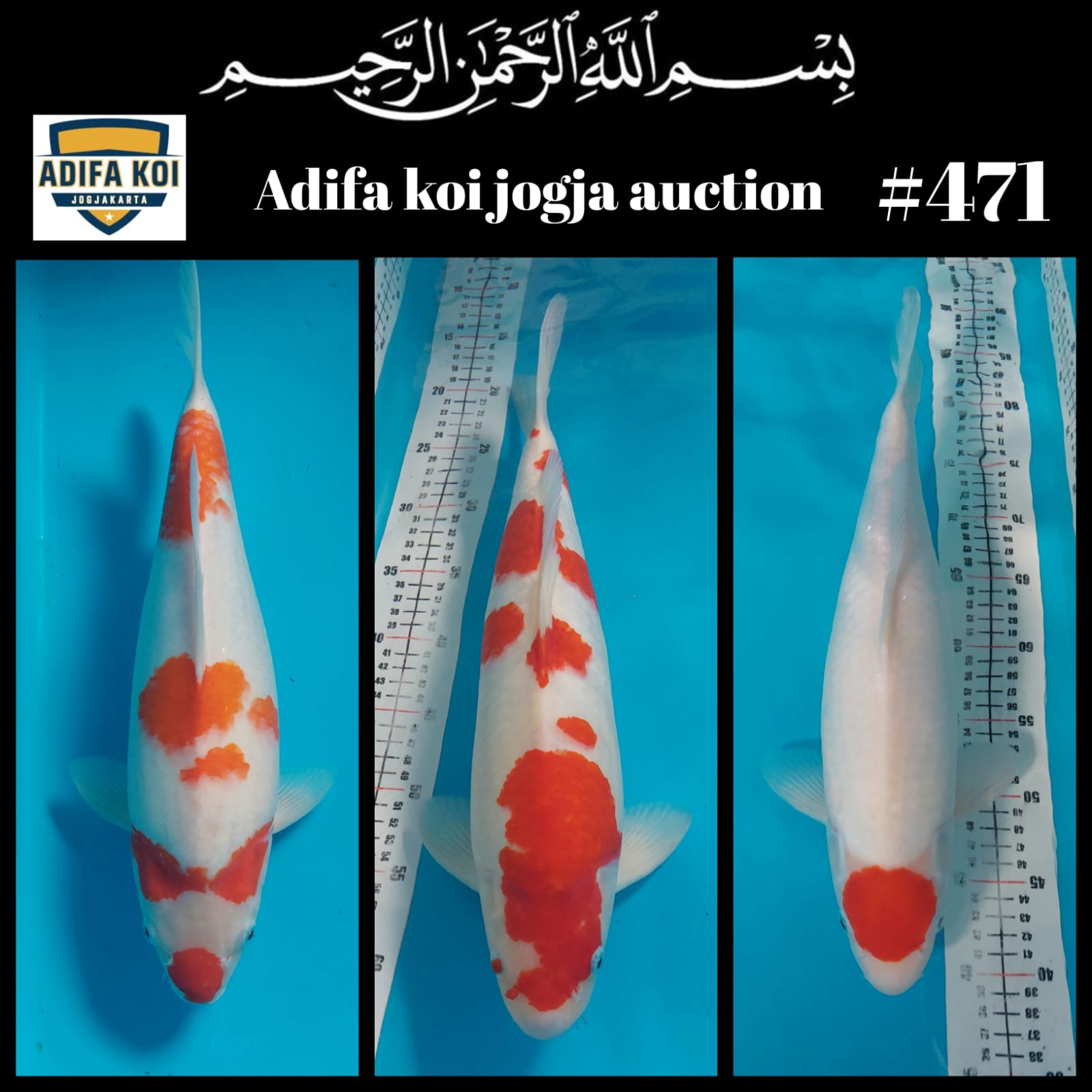 Lelang Koi Online, Jual Beli Ikan Koi, Pasar Koi Terbaik, Agen Lelang Koi, Penawaran Koi Berkualitas, Harga Jual Koi, Lelang Ikan Koi Import, Beli Koi Online, Jual Koi Murah, Koi Showroom, Penjual Koi Terpercaya, Lelang Koi Jakarta, Jual Koi Lokal, Koi Kualitas Unggul, Harga Terbaik Koi, Jual Koi Indukan, Lelang Ikan Hias Koi, Pasar Koi Indonesia, Beli Koi Berkualitas Tinggi, Koi Farm Terbesar, Jual Beli Koi Impor, Lelang Ikan Koi Kualitas Premium, Daftar Harga Koi Terbaru, Pusat Jual Beli Koi, Info Lelang Koi Hari Ini.