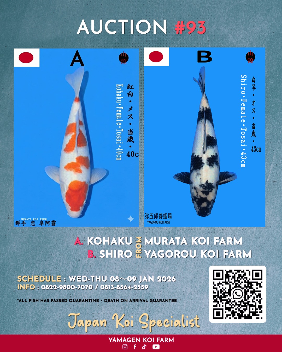 Lelang Koi Online, Jual Beli Ikan Koi, Pasar Koi Terbaik, Agen Lelang Koi, Penawaran Koi Berkualitas, Harga Jual Koi, Lelang Ikan Koi Import, Beli Koi Online, Jual Koi Murah, Koi Showroom, Penjual Koi Terpercaya, Lelang Koi Jakarta, Jual Koi Lokal, Koi Kualitas Unggul, Harga Terbaik Koi, Jual Koi Indukan, Lelang Ikan Hias Koi, Pasar Koi Indonesia, Beli Koi Berkualitas Tinggi, Koi Farm Terbesar, Jual Beli Koi Impor, Lelang Ikan Koi Kualitas Premium, Daftar Harga Koi Terbaru, Pusat Jual Beli Koi, Info Lelang Koi Hari Ini.