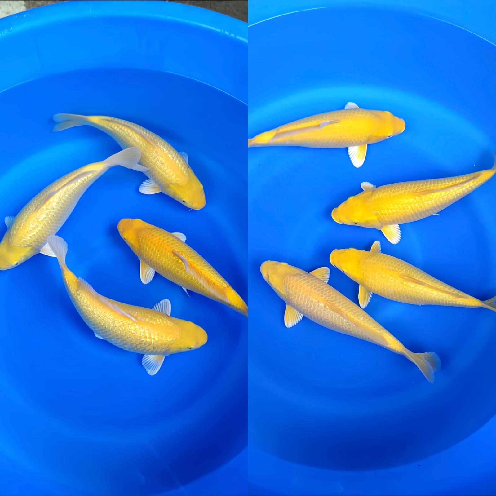 Lelang Koi Online, Jual Beli Ikan Koi, Pasar Koi Terbaik, Agen Lelang Koi, Penawaran Koi Berkualitas, Harga Jual Koi, Lelang Ikan Koi Import, Beli Koi Online, Jual Koi Murah, Koi Showroom, Penjual Koi Terpercaya, Lelang Koi Jakarta, Jual Koi Lokal, Koi Kualitas Unggul, Harga Terbaik Koi, Jual Koi Indukan, Lelang Ikan Hias Koi, Pasar Koi Indonesia, Beli Koi Berkualitas Tinggi, Koi Farm Terbesar, Jual Beli Koi Impor, Lelang Ikan Koi Kualitas Premium, Daftar Harga Koi Terbaru, Pusat Jual Beli Koi, Info Lelang Koi Hari Ini.