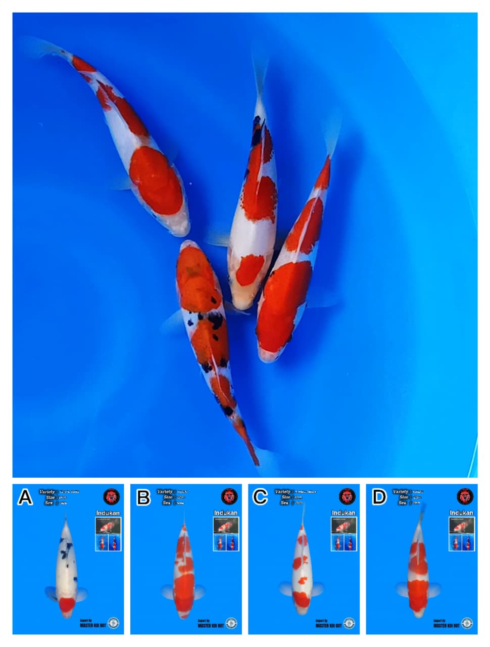 Lelang Koi Online, Jual Beli Ikan Koi, Pasar Koi Terbaik, Agen Lelang Koi, Penawaran Koi Berkualitas, Harga Jual Koi, Lelang Ikan Koi Import, Beli Koi Online, Jual Koi Murah, Koi Showroom, Penjual Koi Terpercaya, Lelang Koi Jakarta, Jual Koi Lokal, Koi Kualitas Unggul, Harga Terbaik Koi, Jual Koi Indukan, Lelang Ikan Hias Koi, Pasar Koi Indonesia, Beli Koi Berkualitas Tinggi, Koi Farm Terbesar, Jual Beli Koi Impor, Lelang Ikan Koi Kualitas Premium, Daftar Harga Koi Terbaru, Pusat Jual Beli Koi, Info Lelang Koi Hari Ini.