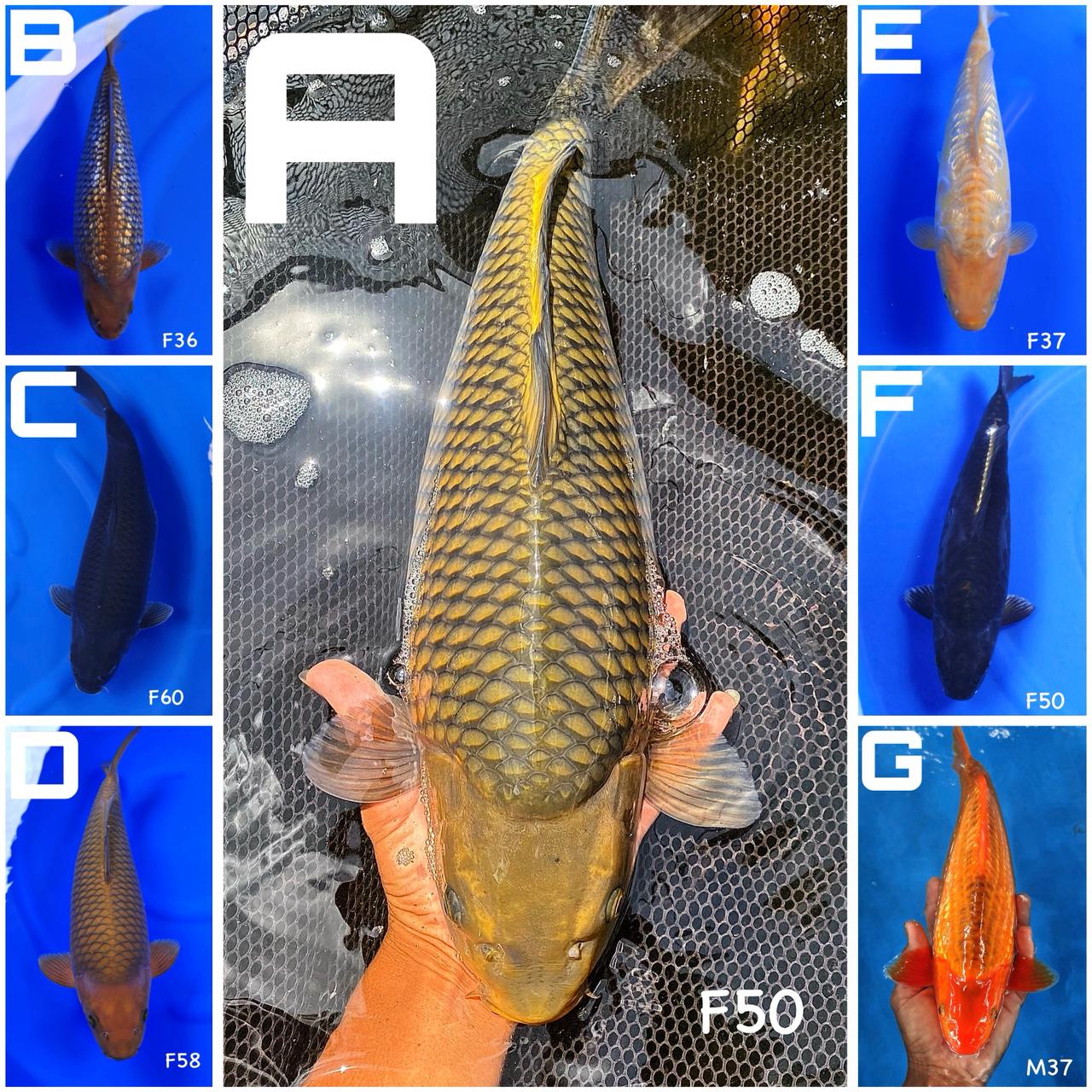 Lelang Koi Online, Jual Beli Ikan Koi, Pasar Koi Terbaik, Agen Lelang Koi, Penawaran Koi Berkualitas, Harga Jual Koi, Lelang Ikan Koi Import, Beli Koi Online, Jual Koi Murah, Koi Showroom, Penjual Koi Terpercaya, Lelang Koi Jakarta, Jual Koi Lokal, Koi Kualitas Unggul, Harga Terbaik Koi, Jual Koi Indukan, Lelang Ikan Hias Koi, Pasar Koi Indonesia, Beli Koi Berkualitas Tinggi, Koi Farm Terbesar, Jual Beli Koi Impor, Lelang Ikan Koi Kualitas Premium, Daftar Harga Koi Terbaru, Pusat Jual Beli Koi, Info Lelang Koi Hari Ini.