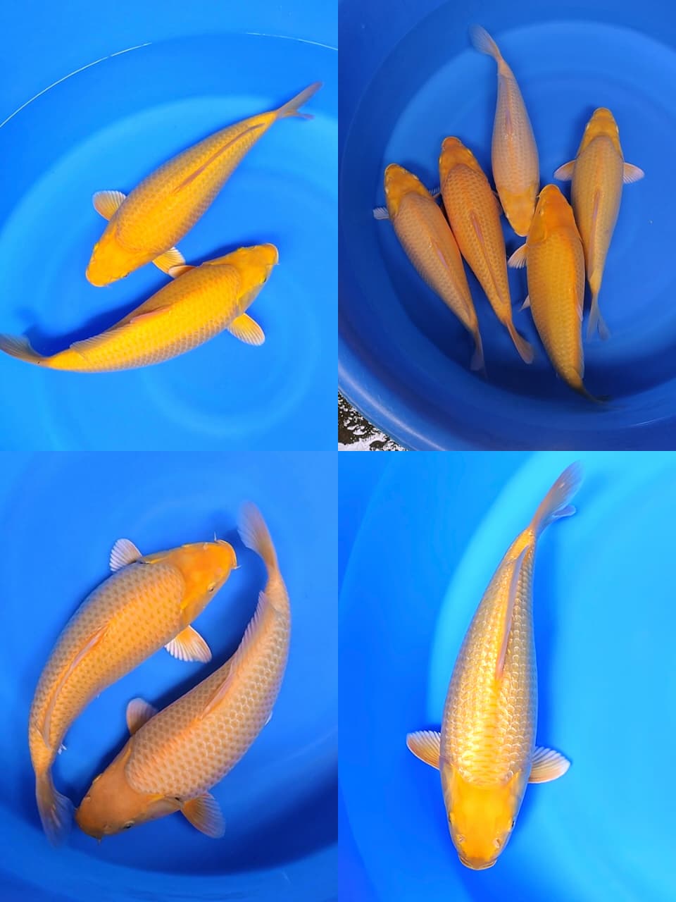 Lelang Koi Online, Jual Beli Ikan Koi, Pasar Koi Terbaik, Agen Lelang Koi, Penawaran Koi Berkualitas, Harga Jual Koi, Lelang Ikan Koi Import, Beli Koi Online, Jual Koi Murah, Koi Showroom, Penjual Koi Terpercaya, Lelang Koi Jakarta, Jual Koi Lokal, Koi Kualitas Unggul, Harga Terbaik Koi, Jual Koi Indukan, Lelang Ikan Hias Koi, Pasar Koi Indonesia, Beli Koi Berkualitas Tinggi, Koi Farm Terbesar, Jual Beli Koi Impor, Lelang Ikan Koi Kualitas Premium, Daftar Harga Koi Terbaru, Pusat Jual Beli Koi, Info Lelang Koi Hari Ini.