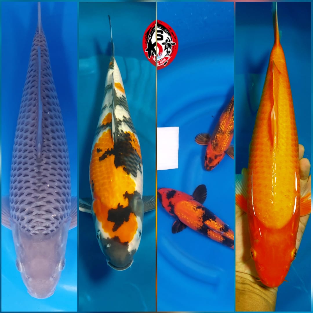 Lelang Koi Online, Jual Beli Ikan Koi, Pasar Koi Terbaik, Agen Lelang Koi, Penawaran Koi Berkualitas, Harga Jual Koi, Lelang Ikan Koi Import, Beli Koi Online, Jual Koi Murah, Koi Showroom, Penjual Koi Terpercaya, Lelang Koi Jakarta, Jual Koi Lokal, Koi Kualitas Unggul, Harga Terbaik Koi, Jual Koi Indukan, Lelang Ikan Hias Koi, Pasar Koi Indonesia, Beli Koi Berkualitas Tinggi, Koi Farm Terbesar, Jual Beli Koi Impor, Lelang Ikan Koi Kualitas Premium, Daftar Harga Koi Terbaru, Pusat Jual Beli Koi, Info Lelang Koi Hari Ini.
