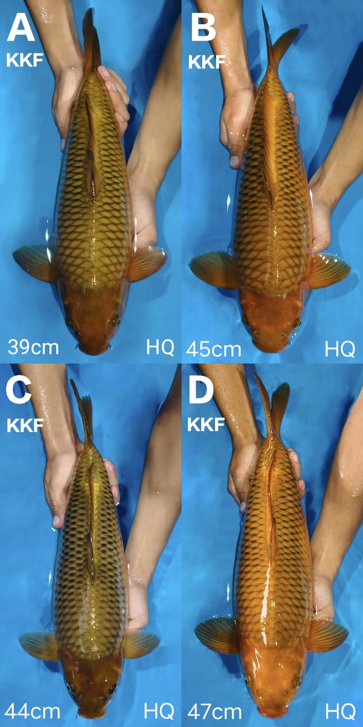 Lelang Koi Online, Jual Beli Ikan Koi, Pasar Koi Terbaik, Agen Lelang Koi, Penawaran Koi Berkualitas, Harga Jual Koi, Lelang Ikan Koi Import, Beli Koi Online, Jual Koi Murah, Koi Showroom, Penjual Koi Terpercaya, Lelang Koi Jakarta, Jual Koi Lokal, Koi Kualitas Unggul, Harga Terbaik Koi, Jual Koi Indukan, Lelang Ikan Hias Koi, Pasar Koi Indonesia, Beli Koi Berkualitas Tinggi, Koi Farm Terbesar, Jual Beli Koi Impor, Lelang Ikan Koi Kualitas Premium, Daftar Harga Koi Terbaru, Pusat Jual Beli Koi, Info Lelang Koi Hari Ini.
