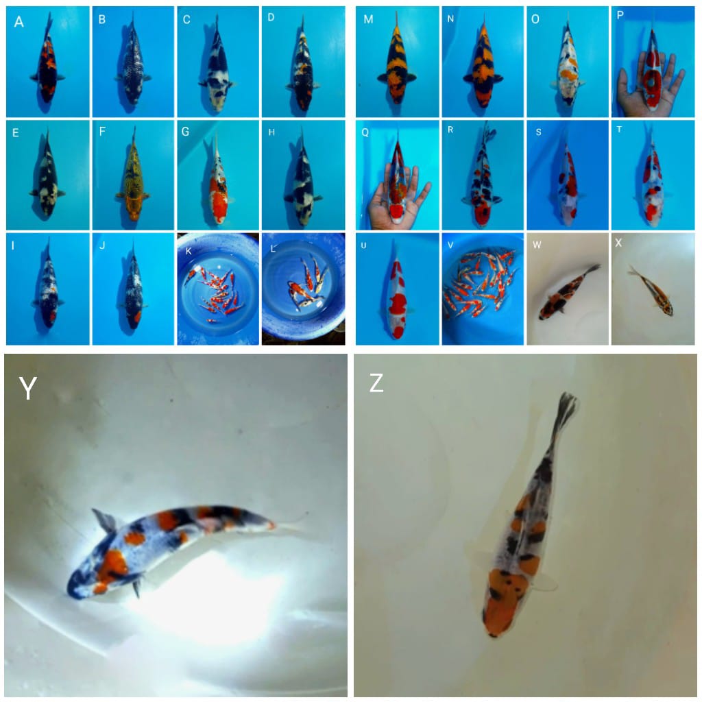 Lelang Koi Online, Jual Beli Ikan Koi, Pasar Koi Terbaik, Agen Lelang Koi, Penawaran Koi Berkualitas, Harga Jual Koi, Lelang Ikan Koi Import, Beli Koi Online, Jual Koi Murah, Koi Showroom, Penjual Koi Terpercaya, Lelang Koi Jakarta, Jual Koi Lokal, Koi Kualitas Unggul, Harga Terbaik Koi, Jual Koi Indukan, Lelang Ikan Hias Koi, Pasar Koi Indonesia, Beli Koi Berkualitas Tinggi, Koi Farm Terbesar, Jual Beli Koi Impor, Lelang Ikan Koi Kualitas Premium, Daftar Harga Koi Terbaru, Pusat Jual Beli Koi, Info Lelang Koi Hari Ini.