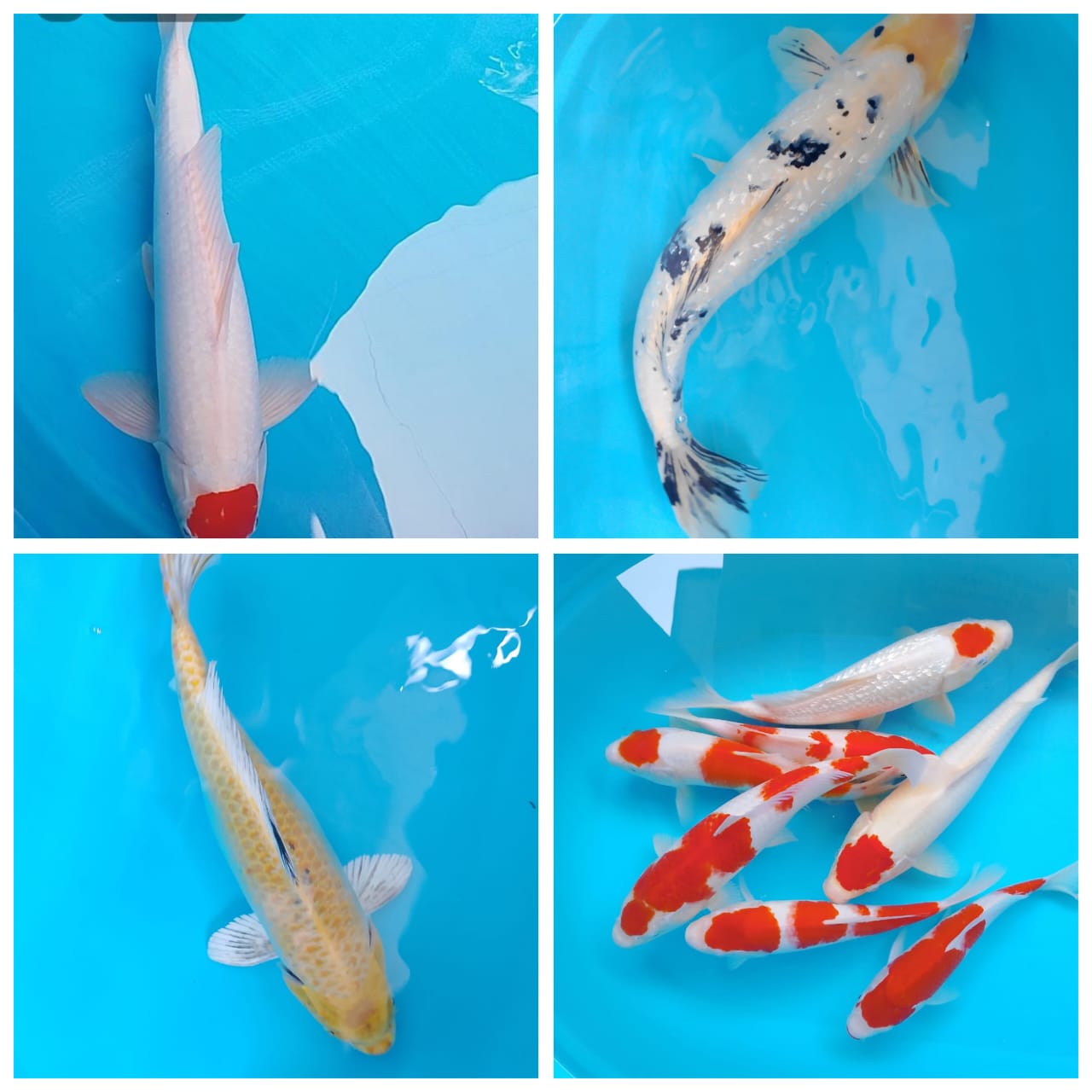 Lelang Koi Online, Jual Beli Ikan Koi, Pasar Koi Terbaik, Agen Lelang Koi, Penawaran Koi Berkualitas, Harga Jual Koi, Lelang Ikan Koi Import, Beli Koi Online, Jual Koi Murah, Koi Showroom, Penjual Koi Terpercaya, Lelang Koi Jakarta, Jual Koi Lokal, Koi Kualitas Unggul, Harga Terbaik Koi, Jual Koi Indukan, Lelang Ikan Hias Koi, Pasar Koi Indonesia, Beli Koi Berkualitas Tinggi, Koi Farm Terbesar, Jual Beli Koi Impor, Lelang Ikan Koi Kualitas Premium, Daftar Harga Koi Terbaru, Pusat Jual Beli Koi, Info Lelang Koi Hari Ini.