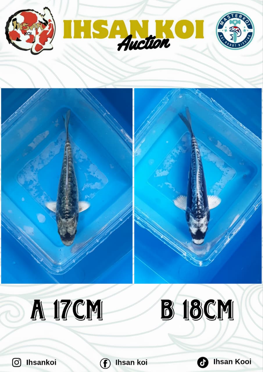 Lelang Koi Online, Jual Beli Ikan Koi, Pasar Koi Terbaik, Agen Lelang Koi, Penawaran Koi Berkualitas, Harga Jual Koi, Lelang Ikan Koi Import, Beli Koi Online, Jual Koi Murah, Koi Showroom, Penjual Koi Terpercaya, Lelang Koi Jakarta, Jual Koi Lokal, Koi Kualitas Unggul, Harga Terbaik Koi, Jual Koi Indukan, Lelang Ikan Hias Koi, Pasar Koi Indonesia, Beli Koi Berkualitas Tinggi, Koi Farm Terbesar, Jual Beli Koi Impor, Lelang Ikan Koi Kualitas Premium, Daftar Harga Koi Terbaru, Pusat Jual Beli Koi, Info Lelang Koi Hari Ini.