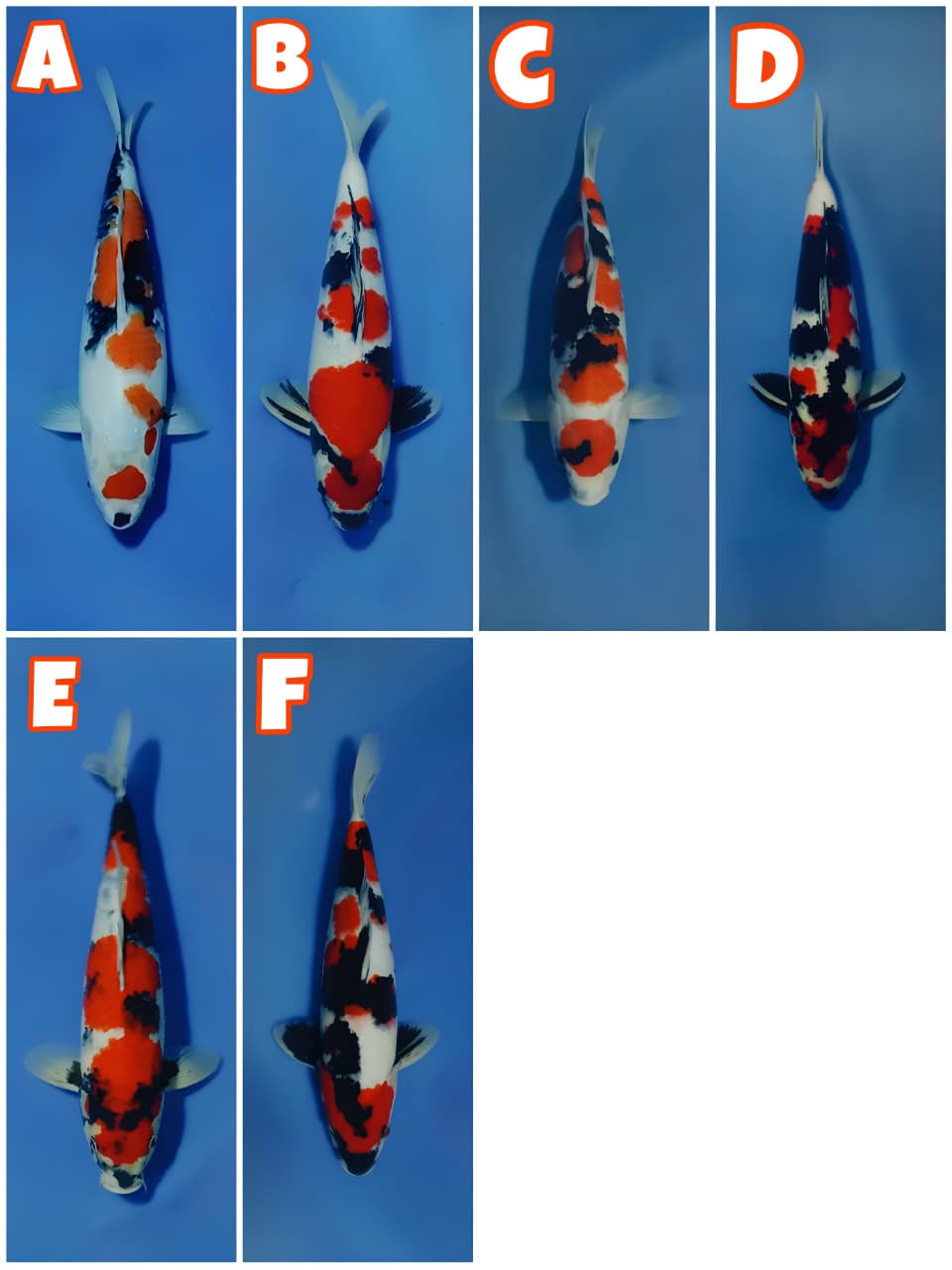 Lelang Koi Online, Jual Beli Ikan Koi, Pasar Koi Terbaik, Agen Lelang Koi, Penawaran Koi Berkualitas, Harga Jual Koi, Lelang Ikan Koi Import, Beli Koi Online, Jual Koi Murah, Koi Showroom, Penjual Koi Terpercaya, Lelang Koi Jakarta, Jual Koi Lokal, Koi Kualitas Unggul, Harga Terbaik Koi, Jual Koi Indukan, Lelang Ikan Hias Koi, Pasar Koi Indonesia, Beli Koi Berkualitas Tinggi, Koi Farm Terbesar, Jual Beli Koi Impor, Lelang Ikan Koi Kualitas Premium, Daftar Harga Koi Terbaru, Pusat Jual Beli Koi, Info Lelang Koi Hari Ini.