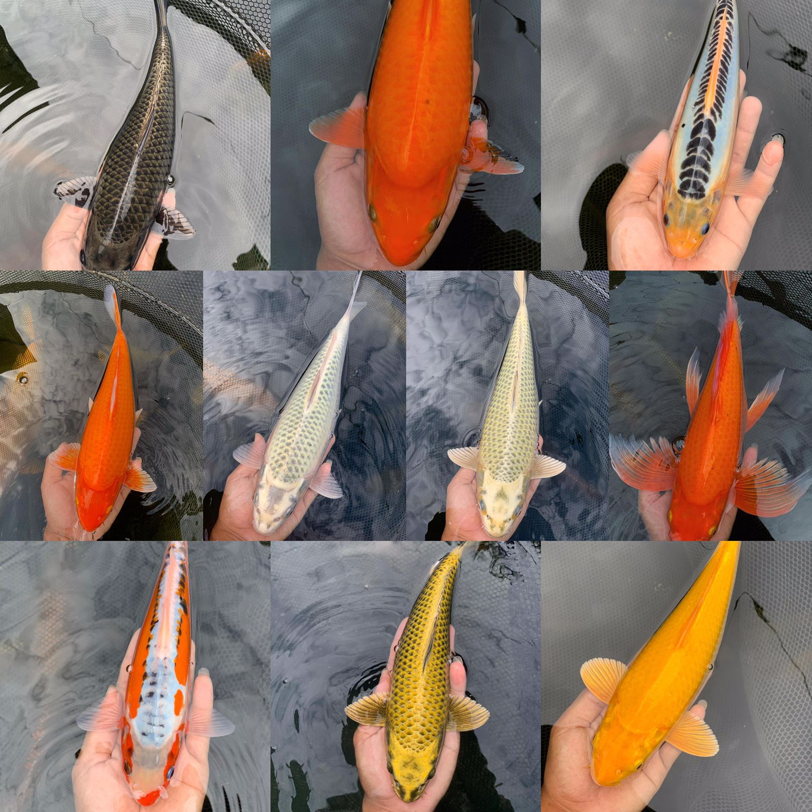 Lelang Koi Online, Jual Beli Ikan Koi, Pasar Koi Terbaik, Agen Lelang Koi, Penawaran Koi Berkualitas, Harga Jual Koi, Lelang Ikan Koi Import, Beli Koi Online, Jual Koi Murah, Koi Showroom, Penjual Koi Terpercaya, Lelang Koi Jakarta, Jual Koi Lokal, Koi Kualitas Unggul, Harga Terbaik Koi, Jual Koi Indukan, Lelang Ikan Hias Koi, Pasar Koi Indonesia, Beli Koi Berkualitas Tinggi, Koi Farm Terbesar, Jual Beli Koi Impor, Lelang Ikan Koi Kualitas Premium, Daftar Harga Koi Terbaru, Pusat Jual Beli Koi, Info Lelang Koi Hari Ini.