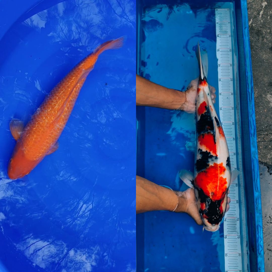 Lelang Koi Online, Jual Beli Ikan Koi, Pasar Koi Terbaik, Agen Lelang Koi, Penawaran Koi Berkualitas, Harga Jual Koi, Lelang Ikan Koi Import, Beli Koi Online, Jual Koi Murah, Koi Showroom, Penjual Koi Terpercaya, Lelang Koi Jakarta, Jual Koi Lokal, Koi Kualitas Unggul, Harga Terbaik Koi, Jual Koi Indukan, Lelang Ikan Hias Koi, Pasar Koi Indonesia, Beli Koi Berkualitas Tinggi, Koi Farm Terbesar, Jual Beli Koi Impor, Lelang Ikan Koi Kualitas Premium, Daftar Harga Koi Terbaru, Pusat Jual Beli Koi, Info Lelang Koi Hari Ini.
