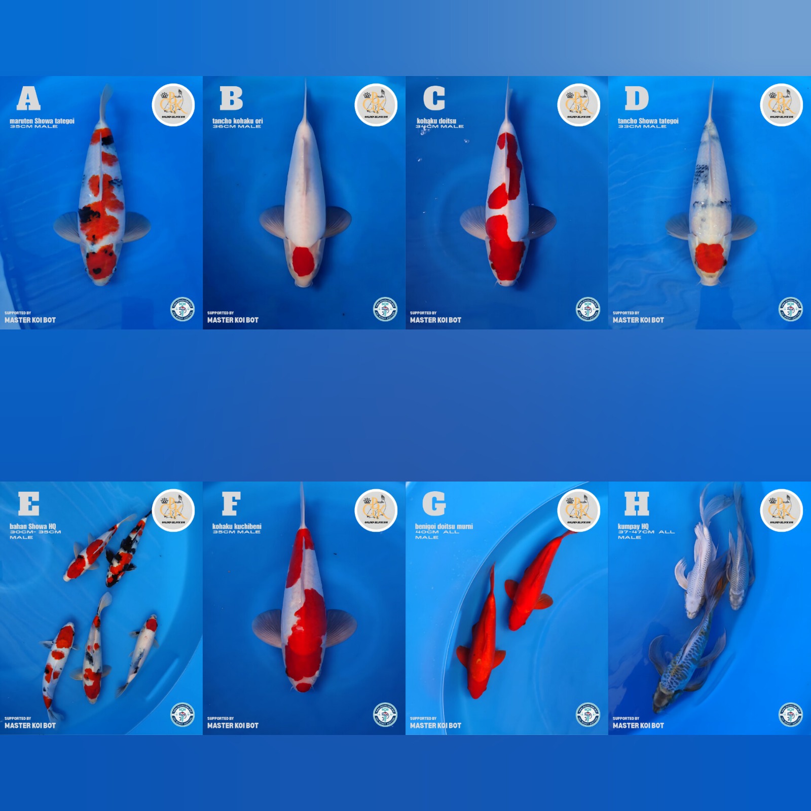 Lelang Koi Online, Jual Beli Ikan Koi, Pasar Koi Terbaik, Agen Lelang Koi, Penawaran Koi Berkualitas, Harga Jual Koi, Lelang Ikan Koi Import, Beli Koi Online, Jual Koi Murah, Koi Showroom, Penjual Koi Terpercaya, Lelang Koi Jakarta, Jual Koi Lokal, Koi Kualitas Unggul, Harga Terbaik Koi, Jual Koi Indukan, Lelang Ikan Hias Koi, Pasar Koi Indonesia, Beli Koi Berkualitas Tinggi, Koi Farm Terbesar, Jual Beli Koi Impor, Lelang Ikan Koi Kualitas Premium, Daftar Harga Koi Terbaru, Pusat Jual Beli Koi, Info Lelang Koi Hari Ini.