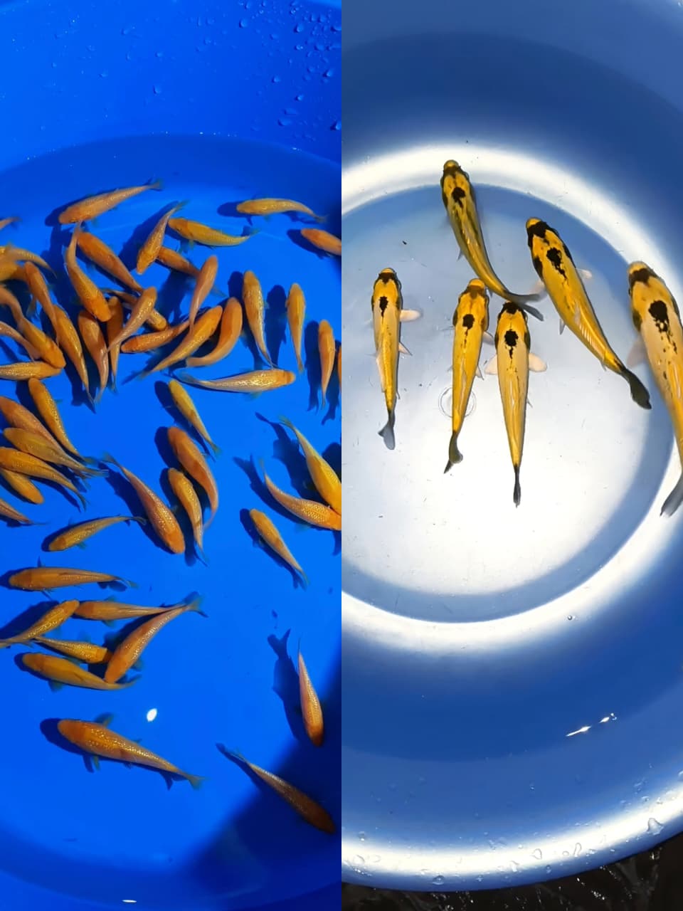 Lelang Koi Online, Jual Beli Ikan Koi, Pasar Koi Terbaik, Agen Lelang Koi, Penawaran Koi Berkualitas, Harga Jual Koi, Lelang Ikan Koi Import, Beli Koi Online, Jual Koi Murah, Koi Showroom, Penjual Koi Terpercaya, Lelang Koi Jakarta, Jual Koi Lokal, Koi Kualitas Unggul, Harga Terbaik Koi, Jual Koi Indukan, Lelang Ikan Hias Koi, Pasar Koi Indonesia, Beli Koi Berkualitas Tinggi, Koi Farm Terbesar, Jual Beli Koi Impor, Lelang Ikan Koi Kualitas Premium, Daftar Harga Koi Terbaru, Pusat Jual Beli Koi, Info Lelang Koi Hari Ini.