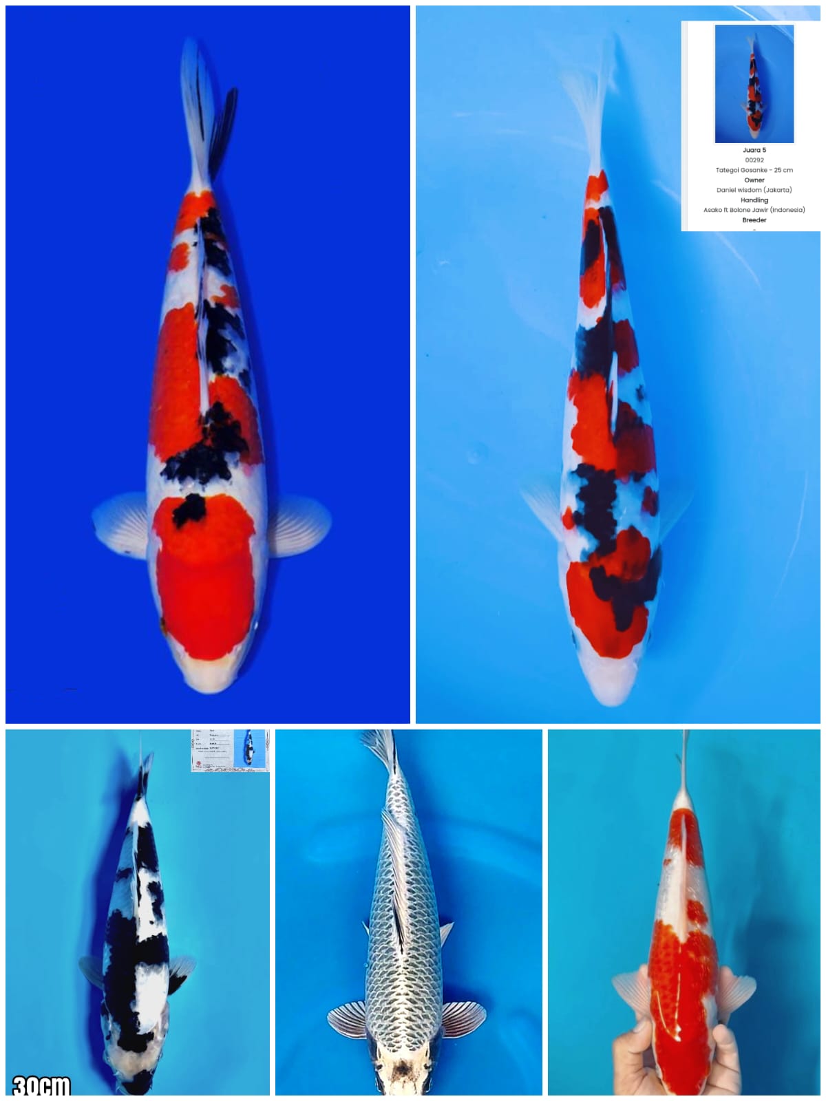 Lelang Koi Online, Jual Beli Ikan Koi, Pasar Koi Terbaik, Agen Lelang Koi, Penawaran Koi Berkualitas, Harga Jual Koi, Lelang Ikan Koi Import, Beli Koi Online, Jual Koi Murah, Koi Showroom, Penjual Koi Terpercaya, Lelang Koi Jakarta, Jual Koi Lokal, Koi Kualitas Unggul, Harga Terbaik Koi, Jual Koi Indukan, Lelang Ikan Hias Koi, Pasar Koi Indonesia, Beli Koi Berkualitas Tinggi, Koi Farm Terbesar, Jual Beli Koi Impor, Lelang Ikan Koi Kualitas Premium, Daftar Harga Koi Terbaru, Pusat Jual Beli Koi, Info Lelang Koi Hari Ini.
