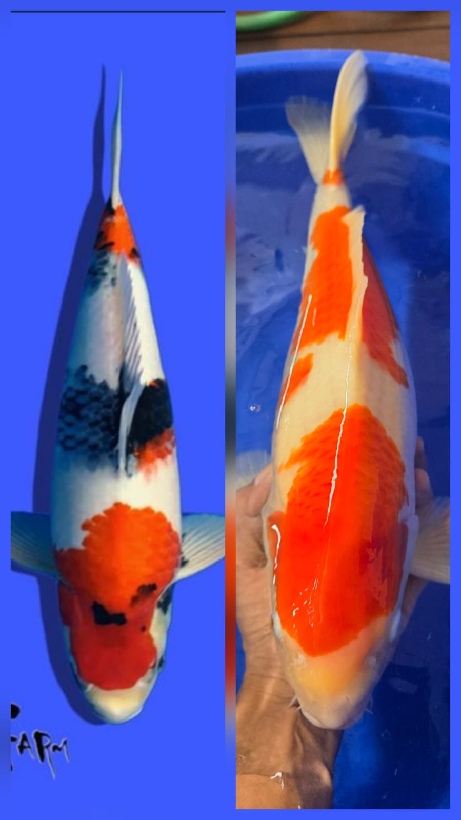 Lelang Koi Online, Jual Beli Ikan Koi, Pasar Koi Terbaik, Agen Lelang Koi, Penawaran Koi Berkualitas, Harga Jual Koi, Lelang Ikan Koi Import, Beli Koi Online, Jual Koi Murah, Koi Showroom, Penjual Koi Terpercaya, Lelang Koi Jakarta, Jual Koi Lokal, Koi Kualitas Unggul, Harga Terbaik Koi, Jual Koi Indukan, Lelang Ikan Hias Koi, Pasar Koi Indonesia, Beli Koi Berkualitas Tinggi, Koi Farm Terbesar, Jual Beli Koi Impor, Lelang Ikan Koi Kualitas Premium, Daftar Harga Koi Terbaru, Pusat Jual Beli Koi, Info Lelang Koi Hari Ini.