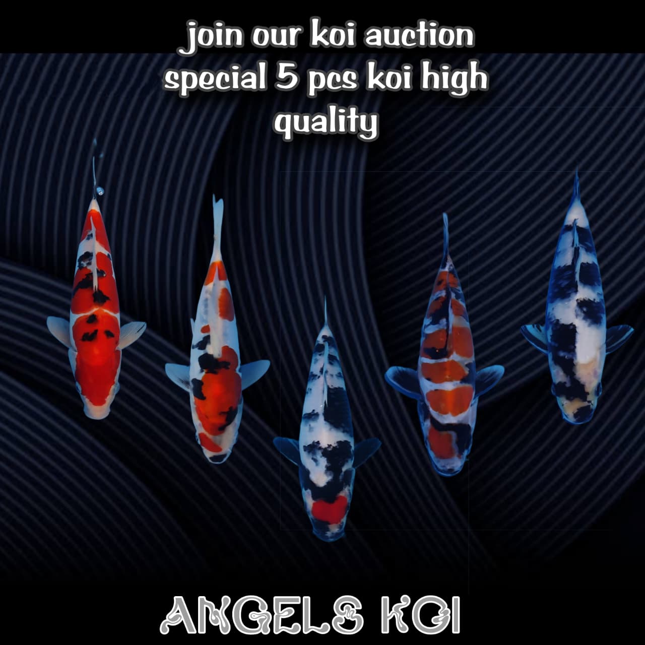 Lelang Koi Online, Jual Beli Ikan Koi, Pasar Koi Terbaik, Agen Lelang Koi, Penawaran Koi Berkualitas, Harga Jual Koi, Lelang Ikan Koi Import, Beli Koi Online, Jual Koi Murah, Koi Showroom, Penjual Koi Terpercaya, Lelang Koi Jakarta, Jual Koi Lokal, Koi Kualitas Unggul, Harga Terbaik Koi, Jual Koi Indukan, Lelang Ikan Hias Koi, Pasar Koi Indonesia, Beli Koi Berkualitas Tinggi, Koi Farm Terbesar, Jual Beli Koi Impor, Lelang Ikan Koi Kualitas Premium, Daftar Harga Koi Terbaru, Pusat Jual Beli Koi, Info Lelang Koi Hari Ini.